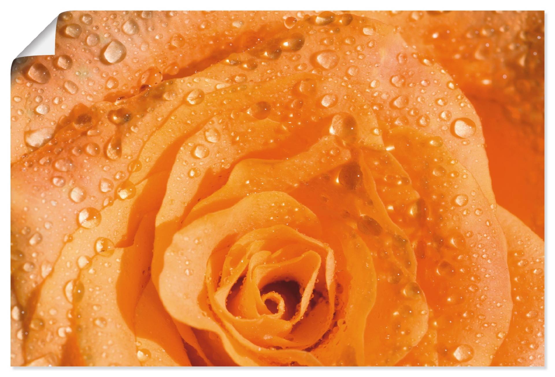 Artland Poster »Rose«, Blumen, (1 St.), als Alubild, Leinwandbild, Wandaufkleber oder Poster in versch. Grössen Artland Poster »Rose«, Blumen, (1 St.), als Alubild, Leinwandbild, Wandaufkleber oder Poster in versch. Grössen von Artland