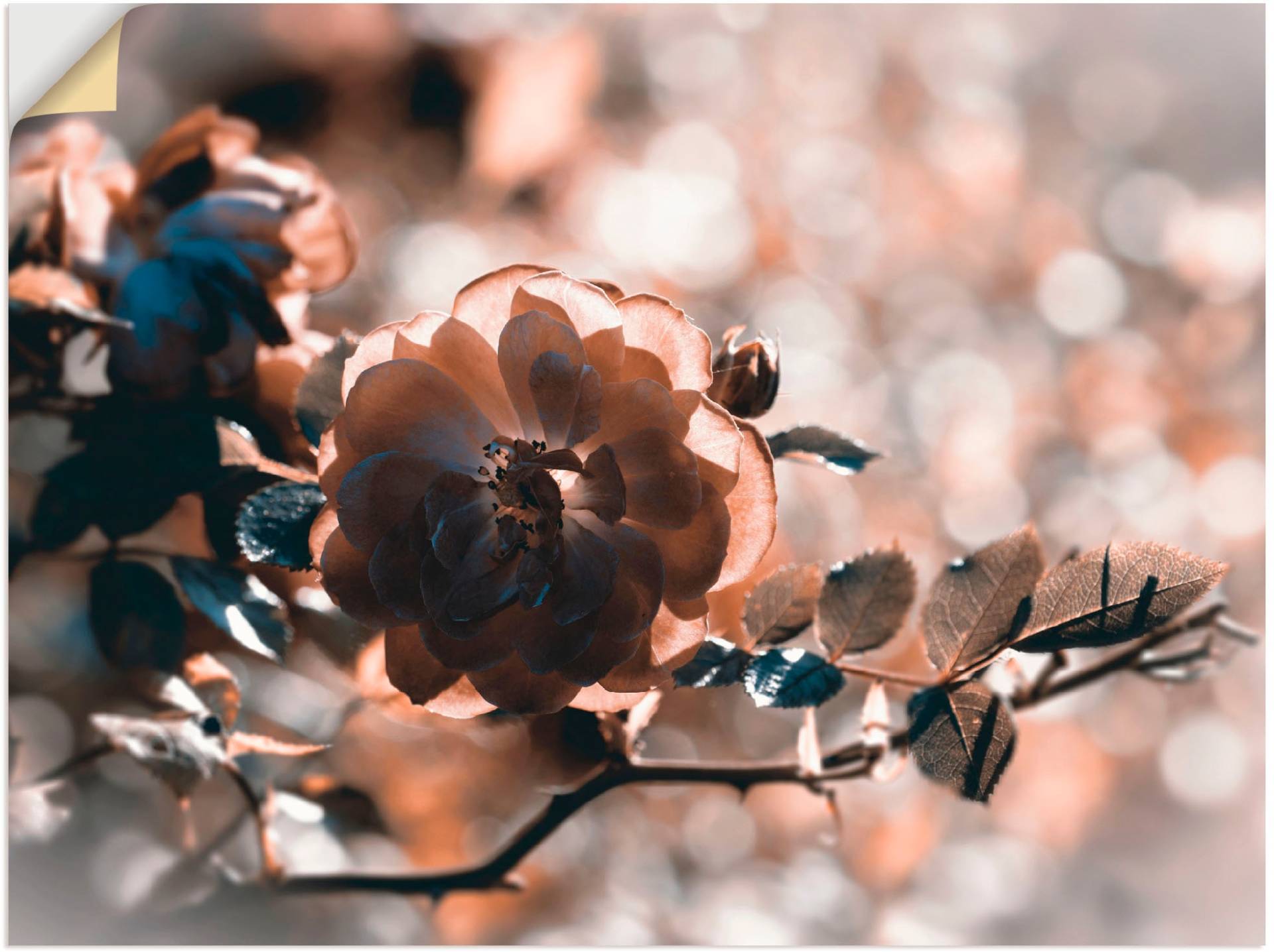 Artland Wandbild »Rose«, Blumen, (1 St.) von Artland