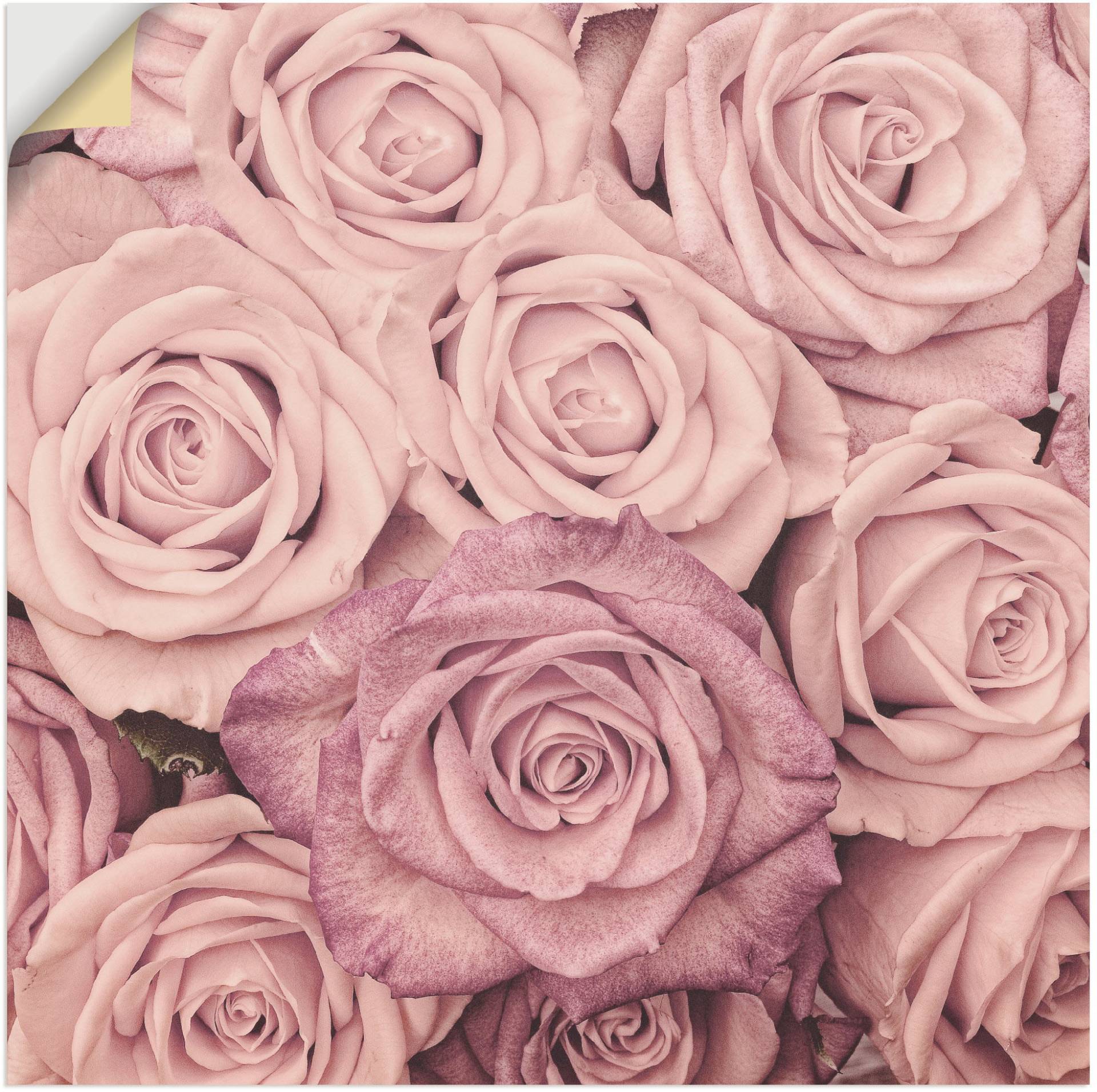 Artland Wandbild »Rosen«, Blumen, (1 St.), als Leinwandbild, Wandaufkleber in verschied. Grössen Artland Wandbild »Rosen«, Blumen, (1 St.), als Leinwandbild, Wandaufkleber in verschied. Grössen von Artland