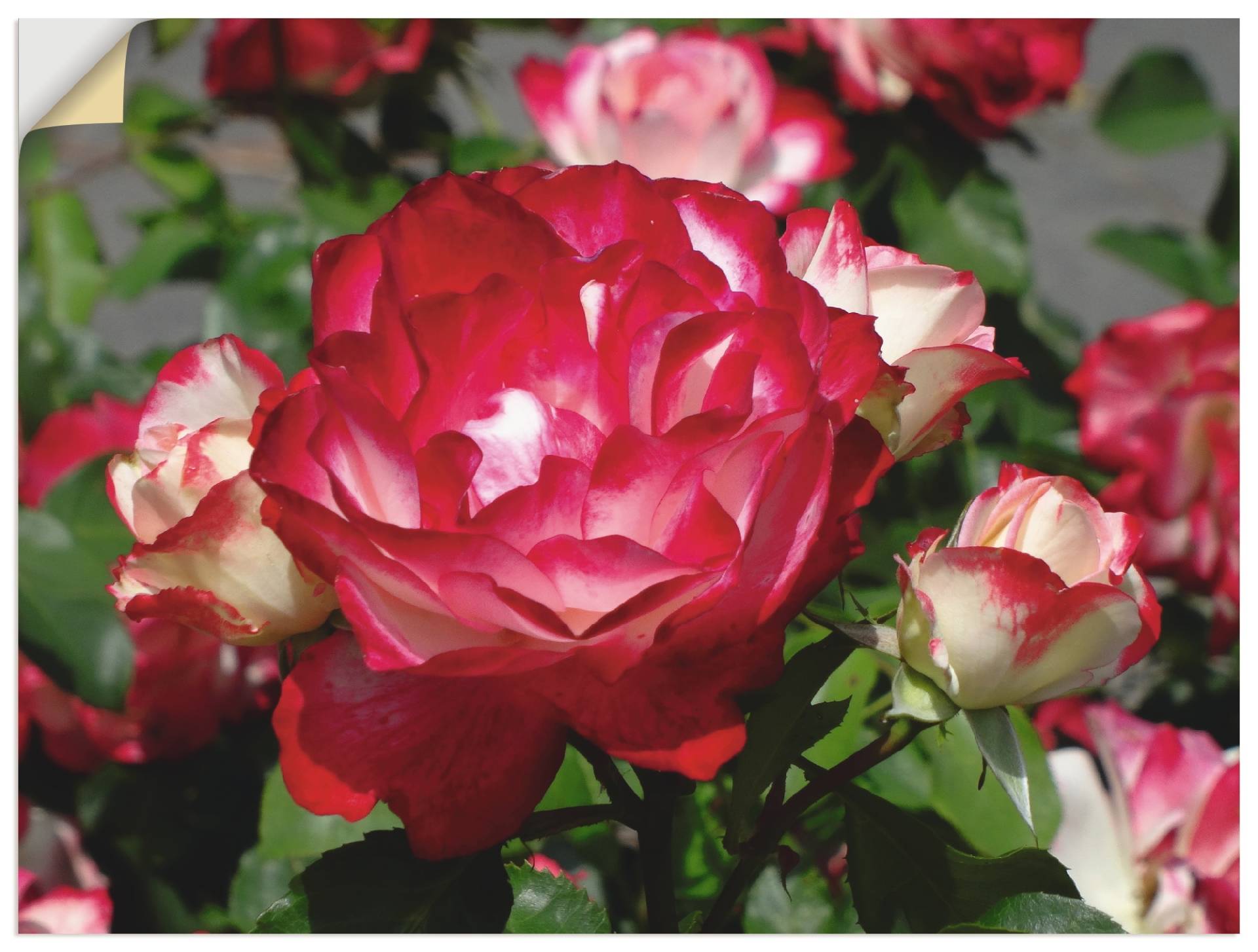 Artland Wandbild »Rot weisse Rosenblüte«, Blumen, (1 St.), als Poster, Wandaufkleber in verschied. Grössen von Artland
