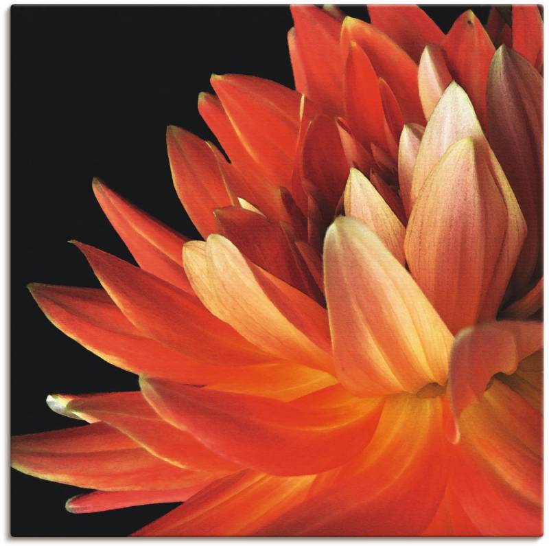 Artland Leinwandbild »Rote Dahlie«, Blumen, (1 St.), auf Keilrahmen gespannt von Artland