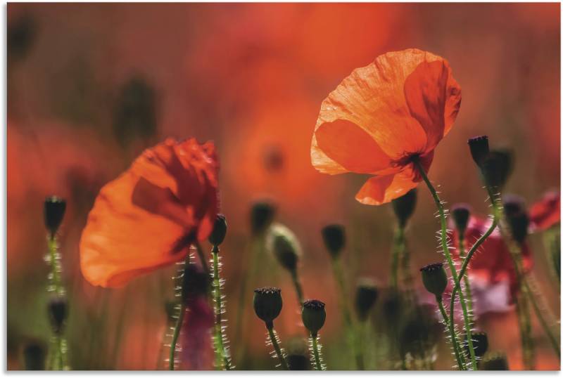 Artland Wandbild »Rote Mohnblumen in der Provence«, Blumenbilder, (1 St.), als Leinwandbild, Poster in verschied. Grössen von Artland