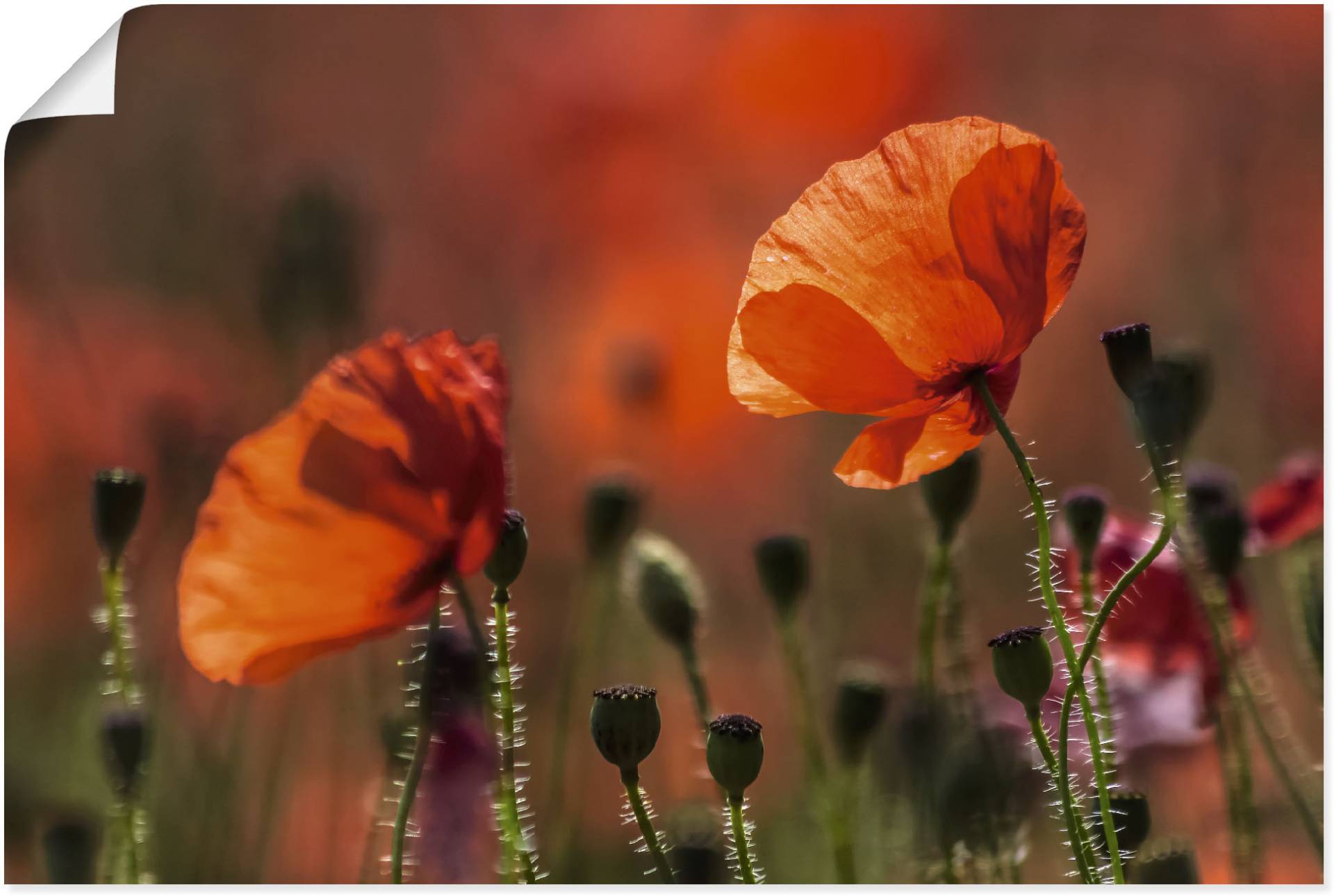 Artland Wandbild »Rote Mohnblumen in der Provence«, Blumenbilder, (1 St.), als Leinwandbild, Poster in verschied. Grössen von Artland