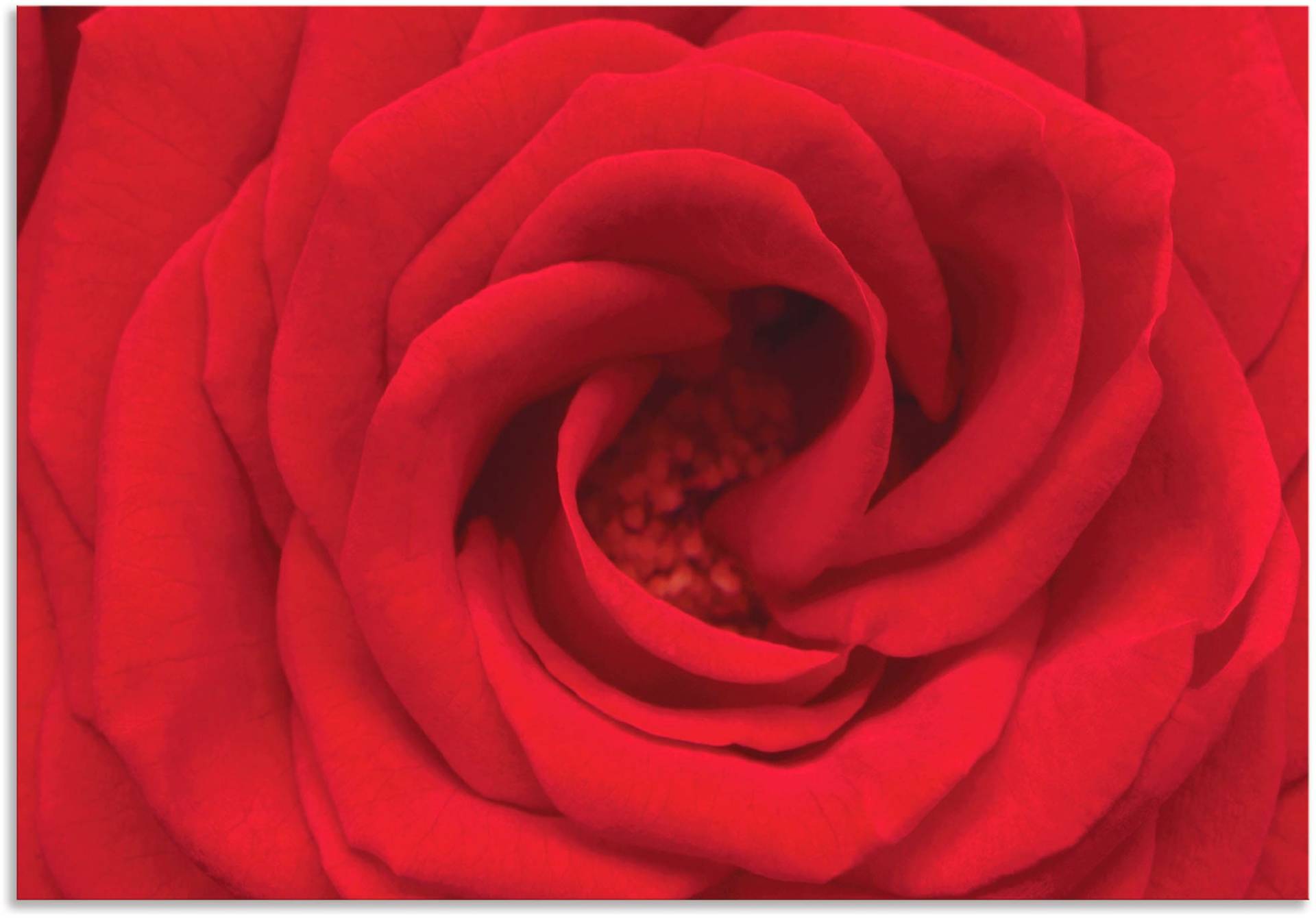 Artland Wandbild »Rote Rose«, Blumen, (1 St.) von Artland