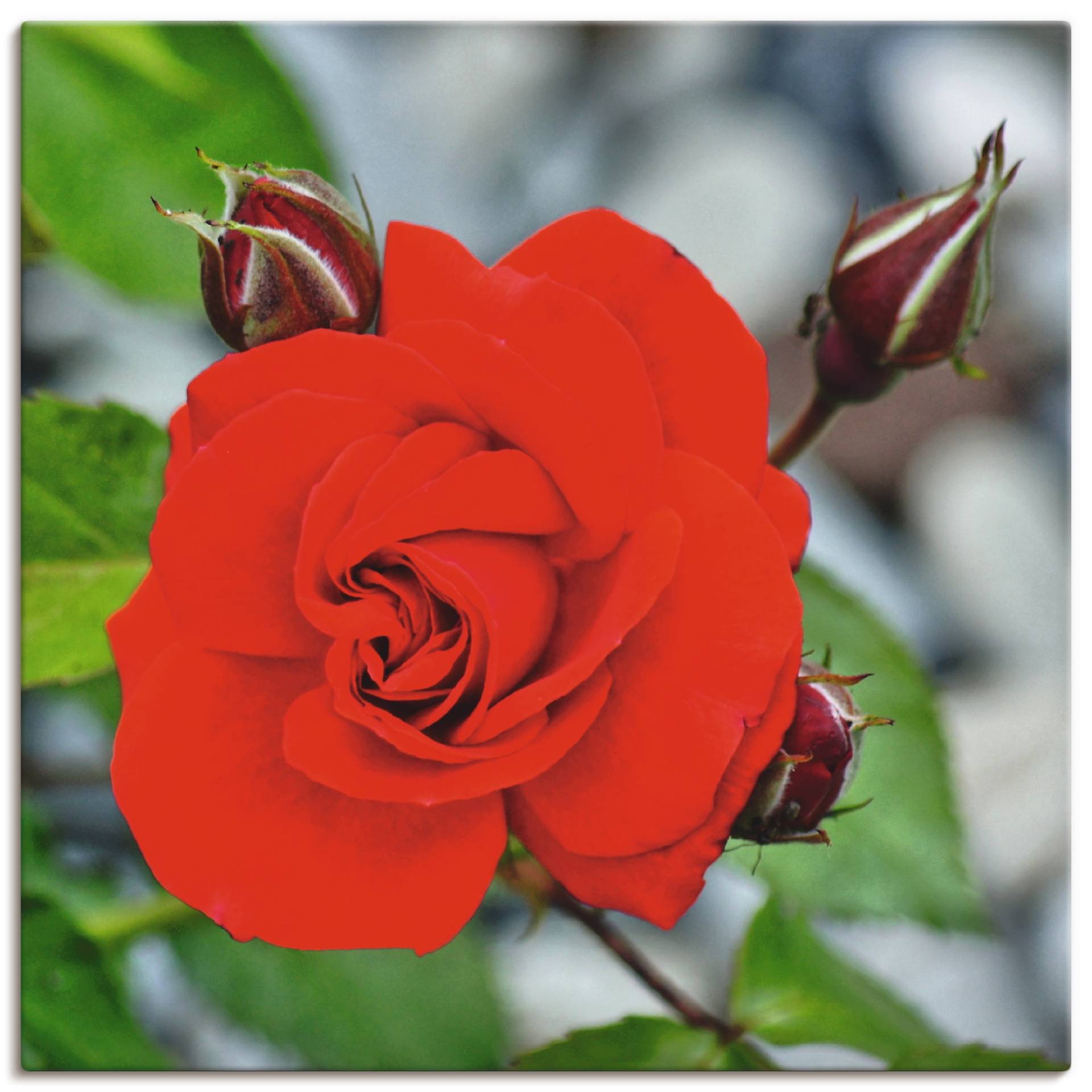 Artland Wandbild »Rote Rosenblüte mit Knospen«, Blumen, (1 St.) von Artland