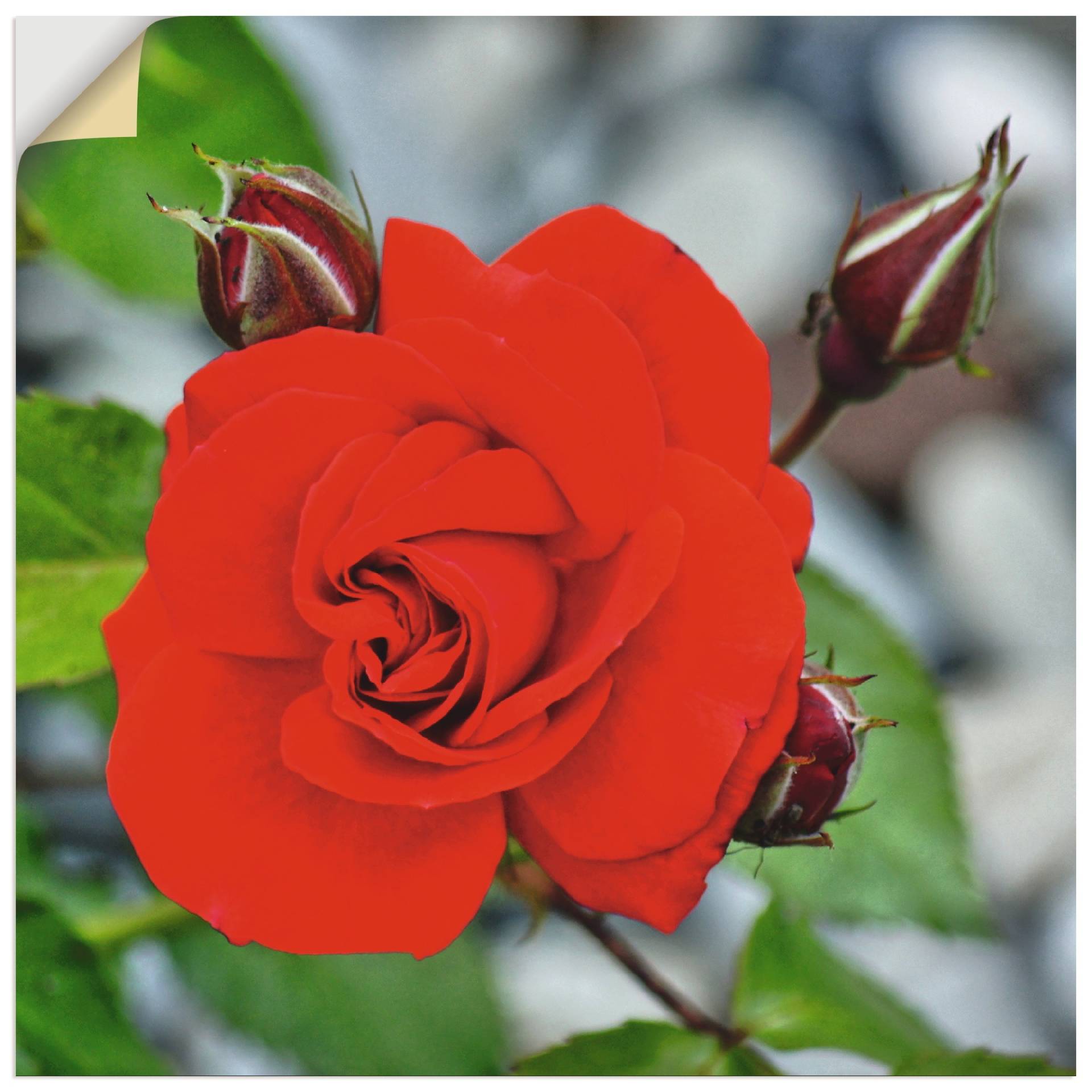 Artland Wandbild »Rote Rosenblüte mit Knospen«, Blumen, (1 St.), als Leinwandbild, Wandaufkleber in verschied. Grössen Artland Wandbild »Rote Rosenblüte mit Knospen«, Blumen, (1 St.), als Leinwandbild, Wandaufkleber in verschied. Grössen von Artland