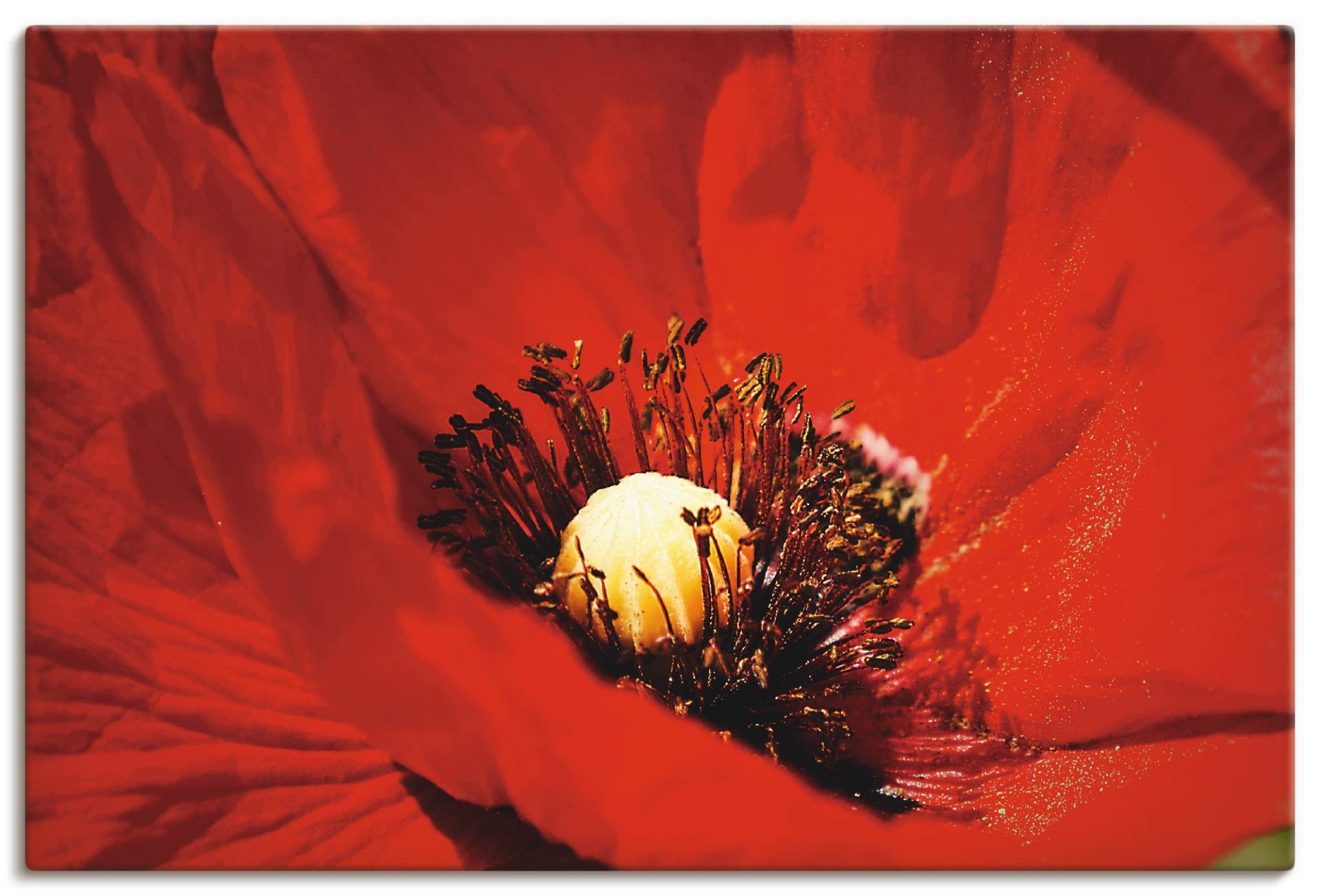 Artland Wandbild »Roter Mohn«, Blumen, (1 St.) von Artland