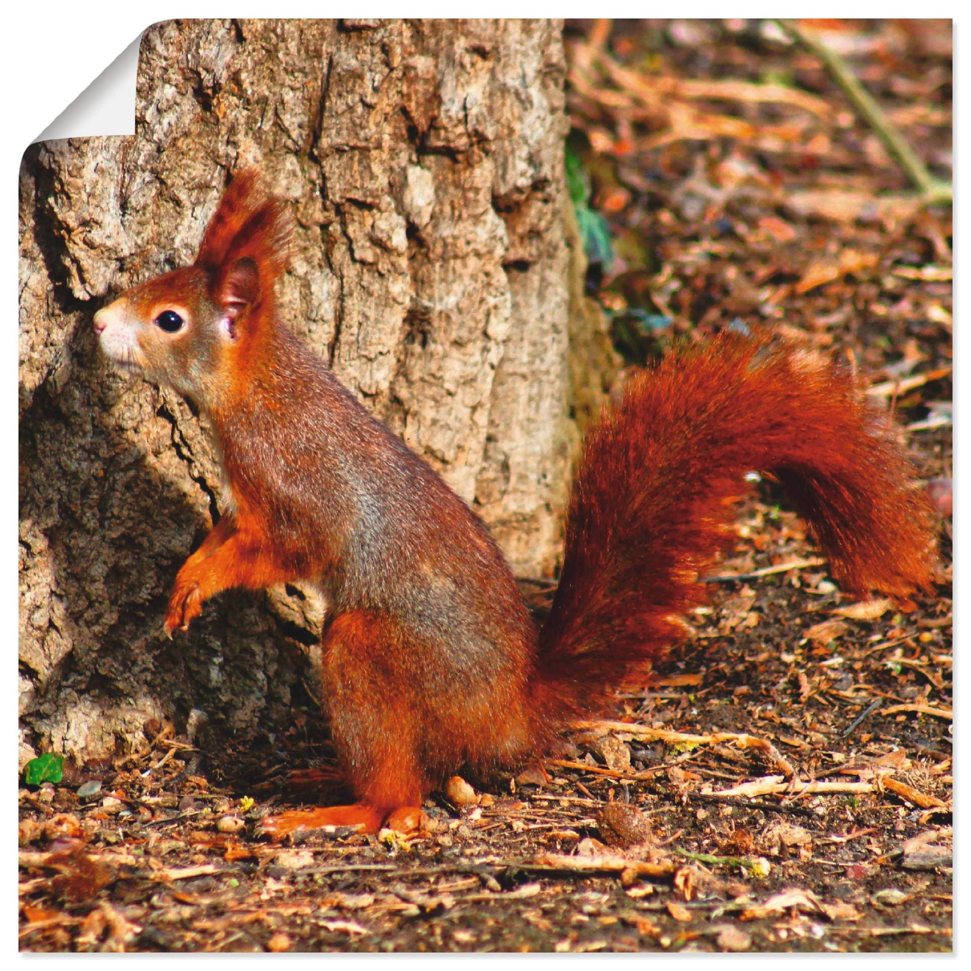 Artland Wandbild »Rotes Eichhörnchen will hoch hinaus«, Wildtiere, (1 St.) von Artland