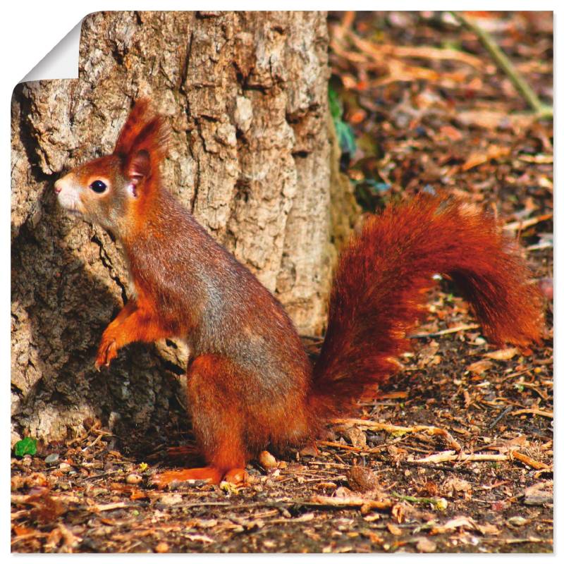Artland Wandbild »Rotes Eichhörnchen will hoch hinaus«, Wildtiere, (1 St.), als Poster, Wandaufkleber in verschied. Grössen von Artland