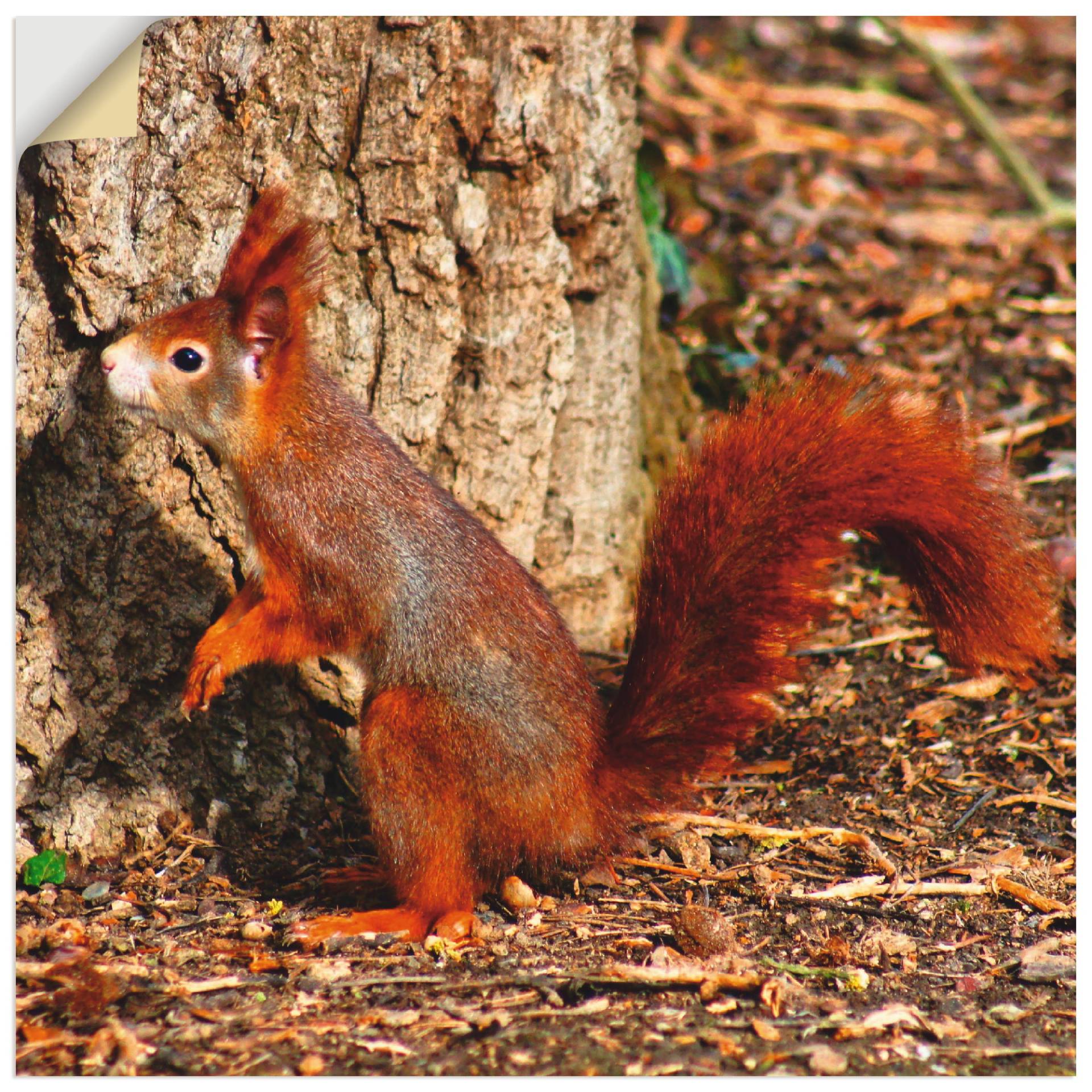 Artland Wandbild »Rotes Eichhörnchen will hoch hinaus«, Wildtiere, (1 St.) von Artland