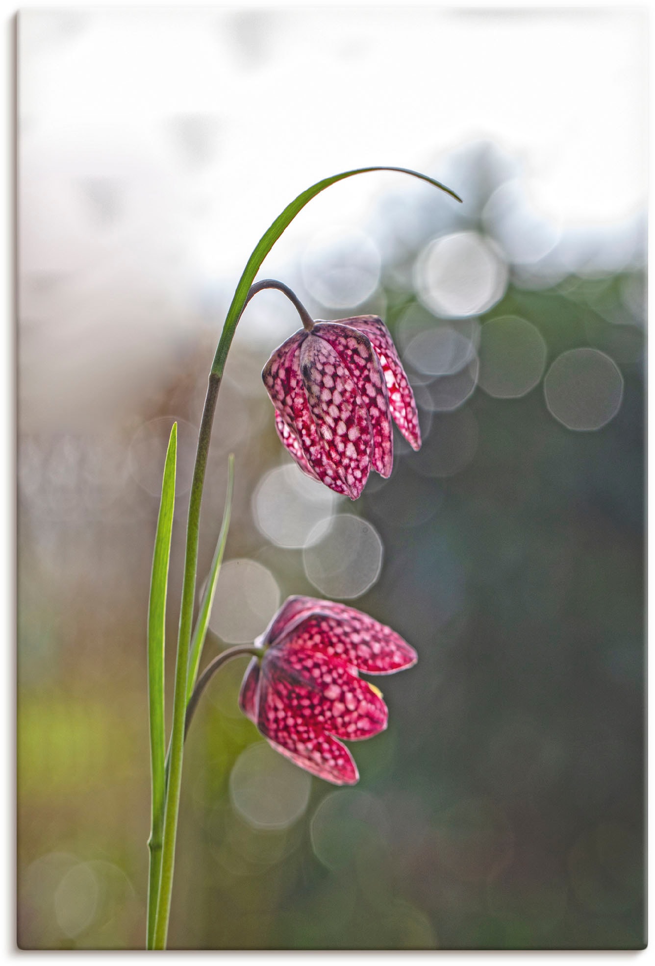 Artland Leinwandbild »Schachbrettblume«, Blumenbilder, (1 St.) von Artland