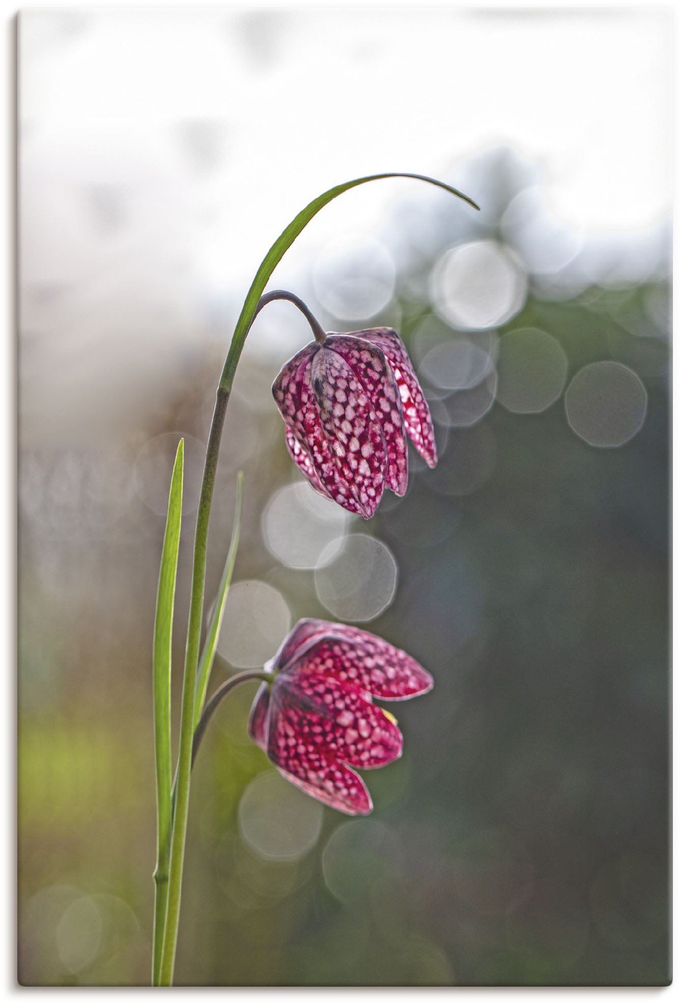Artland Leinwandbild »Schachbrettblume«, Blumenbilder, (1 St.), auf Keilrahmen gespannt von Artland