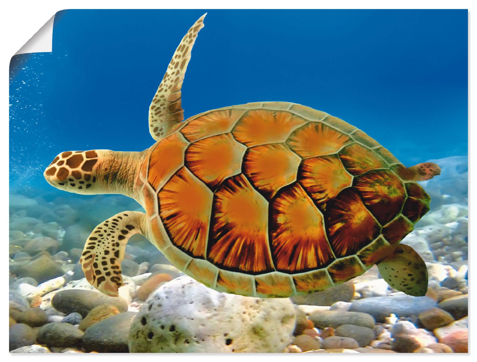 Artland Wandbild »Schildkröte«, Wassertiere, (1 St.), als Leinwandbild, Poster, Wandaufkleber in verschied. Grössen Artland Wandbild »Schildkröte«, Wassertiere, (1 St.), als Leinwandbild, Poster, Wandaufkleber in verschied. Grössen von Artland