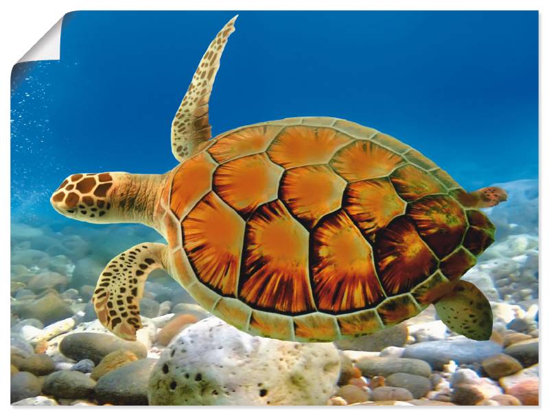 Artland Wandbild »Schildkröte«, Wassertiere, (1 St.), als Leinwandbild, Poster, Wandaufkleber in verschied. Grössen von Artland