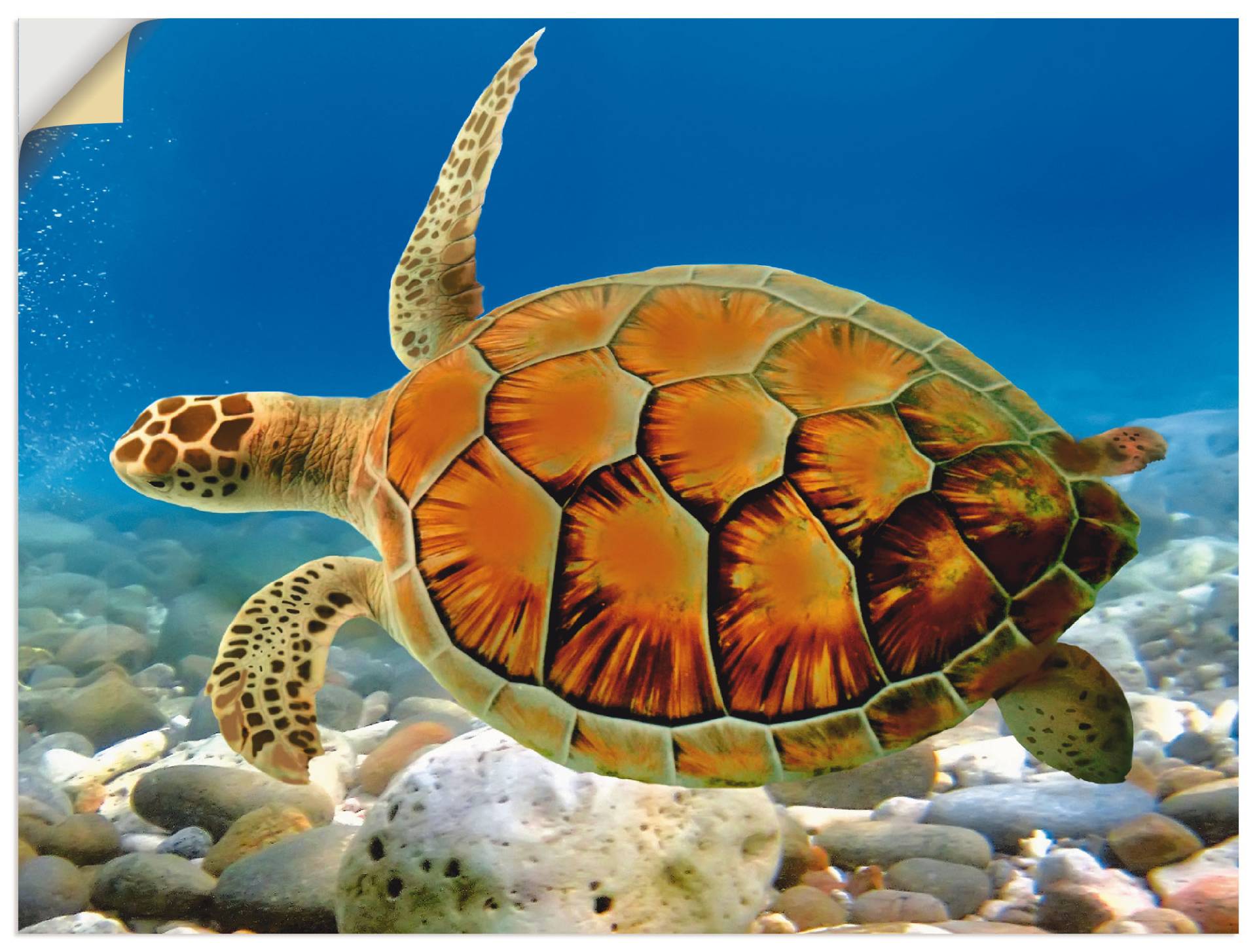 Artland Wandbild »Schildkröte«, Wassertiere, (1 St.), als Leinwandbild, Poster, Wandaufkleber in verschied. Grössen Artland Wandbild »Schildkröte«, Wassertiere, (1 St.), als Leinwandbild, Poster, Wandaufkleber in verschied. Grössen von Artland