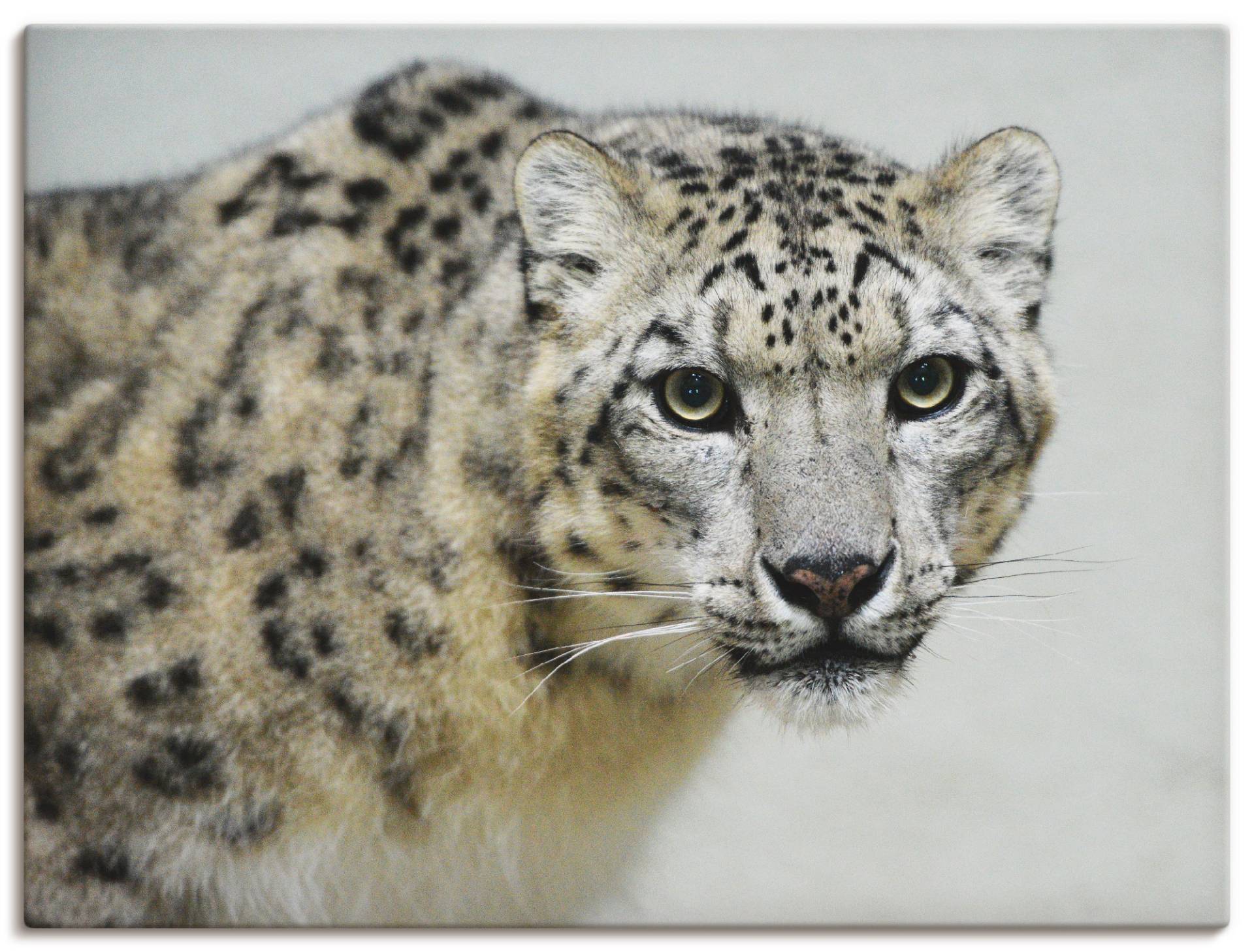 Artland Wandbild »Schneeleopard«, Wildtiere, (1 St.) von Artland