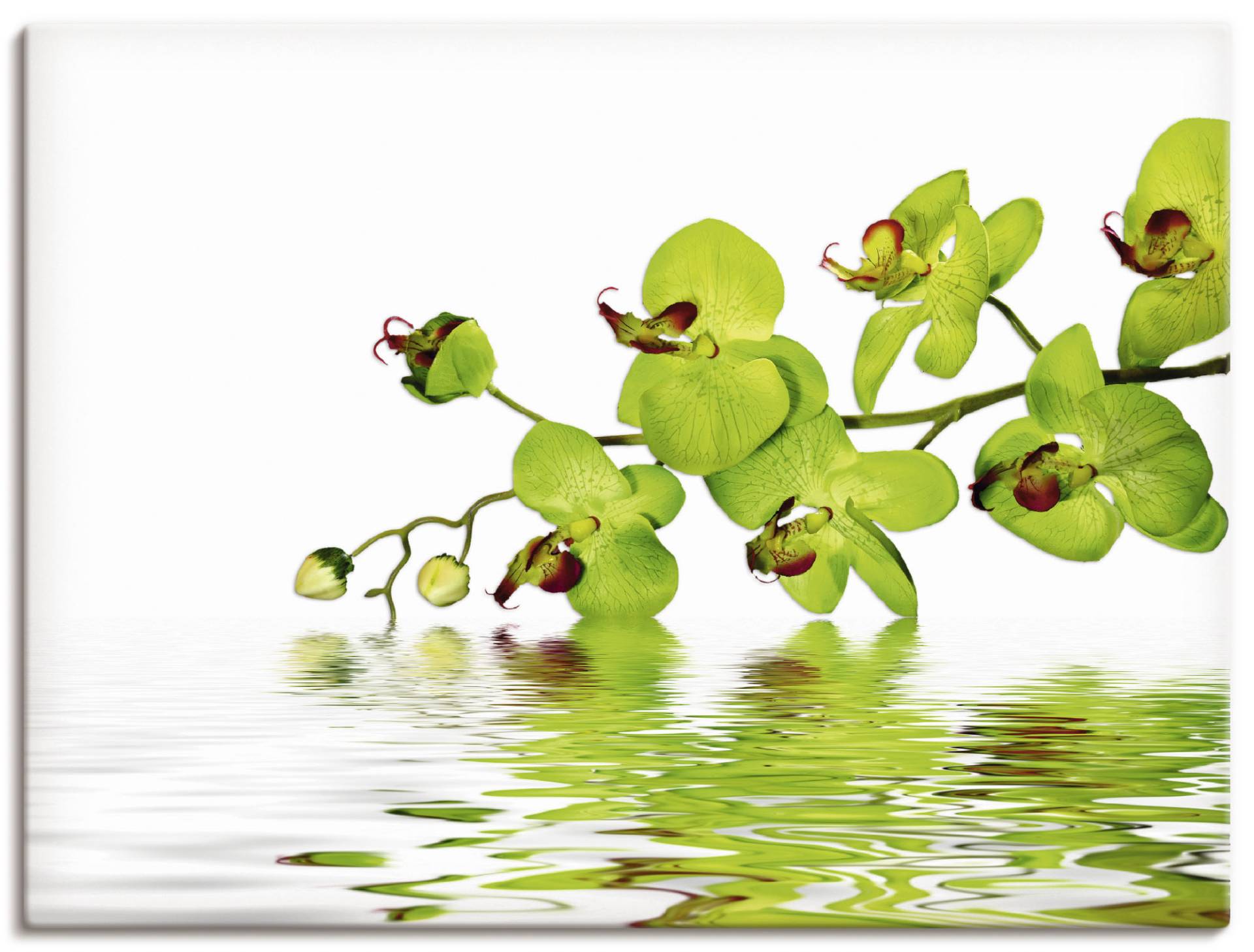 Artland Wandbild »Schöne Orchidee mit grünem Hintergrund«, Blumen, (1 St.) von Artland