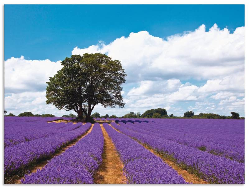 Artland Wandbild »Schönes Lavendelfeld im Sommer«, Felder, (1 St.) von Artland