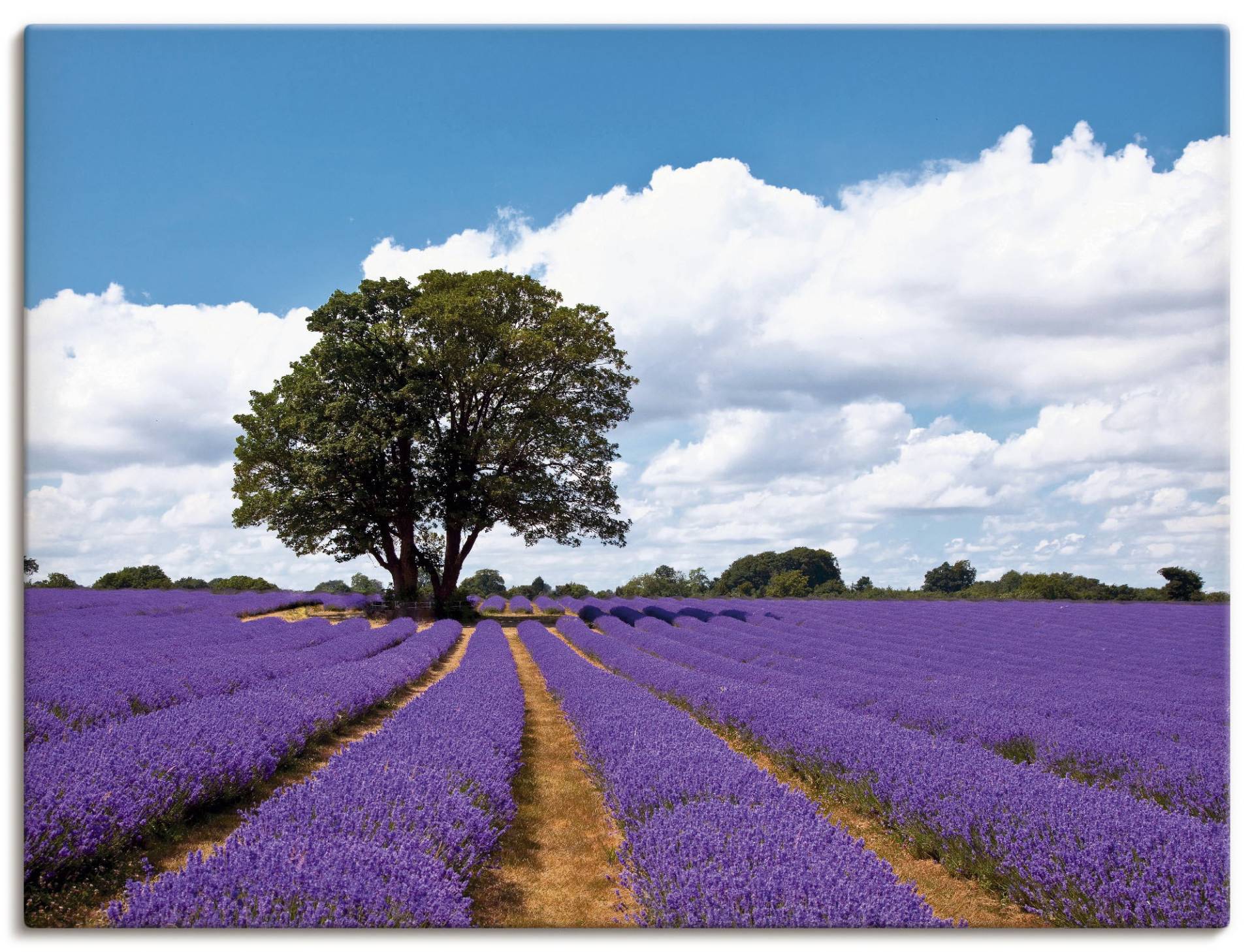 Artland Wandbild »Schönes Lavendelfeld im Sommer«, Felder, (1 St.) von Artland