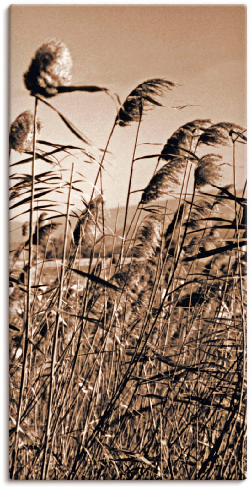 Artland Wandbild »Sepia Gräser II«, Gräser, (1 St.) von Artland