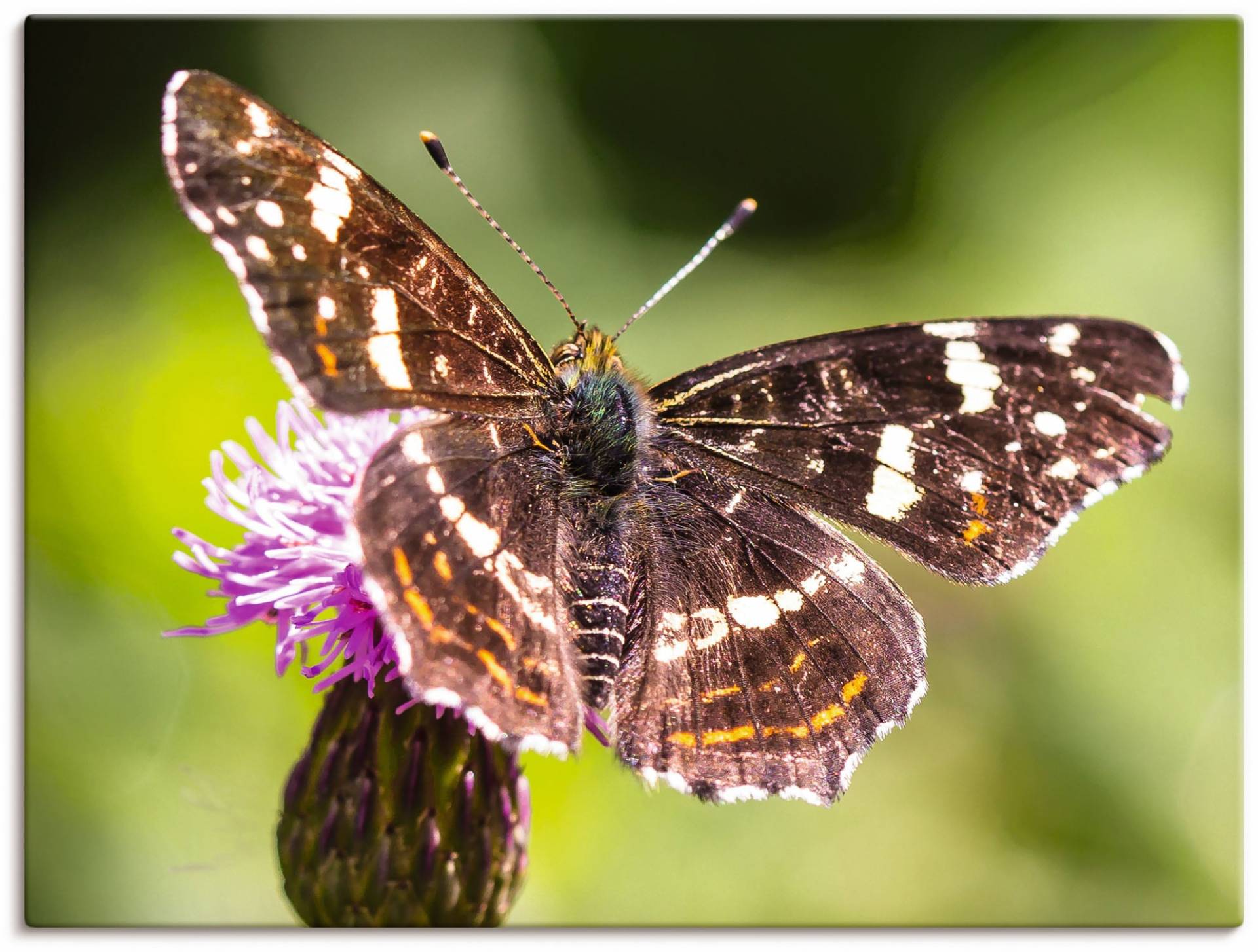 Artland Leinwandbild »Sommer«, Schmetterlinge, (1 St.), auf Keilrahmen gespannt von Artland
