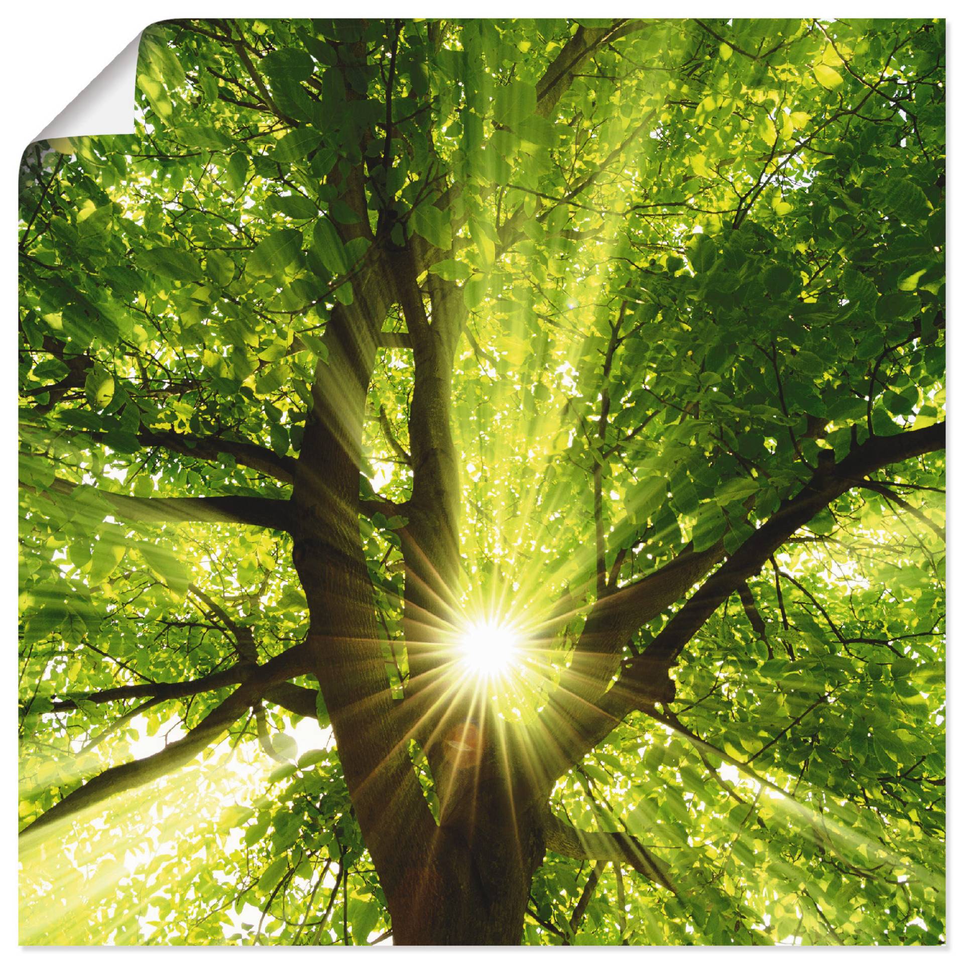 Artland Wandbild »Sonne strahlt explosiv durch den Baum«, Bäume, (1 St.) von Artland