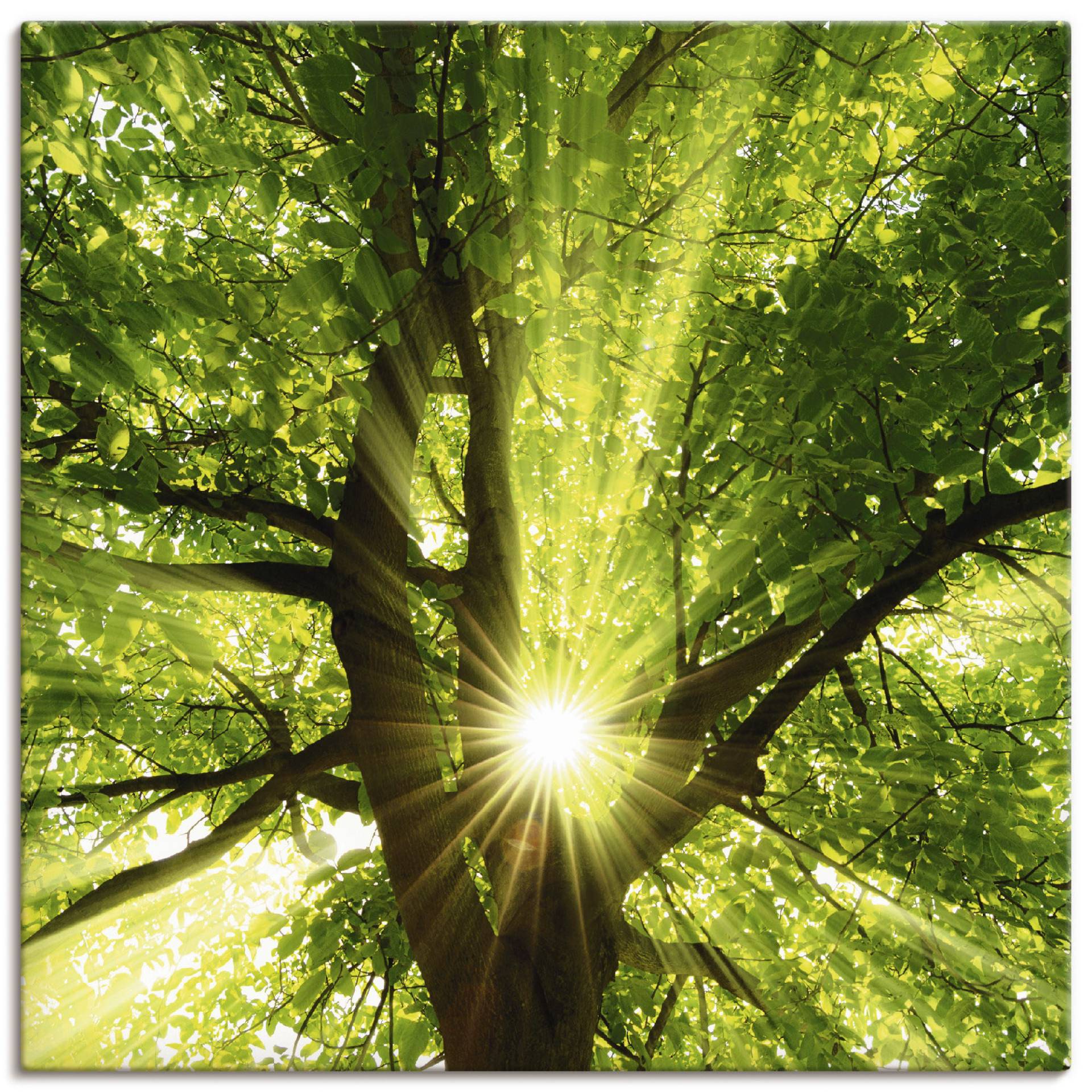 Artland Wandbild »Sonne strahlt explosiv durch den Baum«, Bäume, (1 St.) von Artland