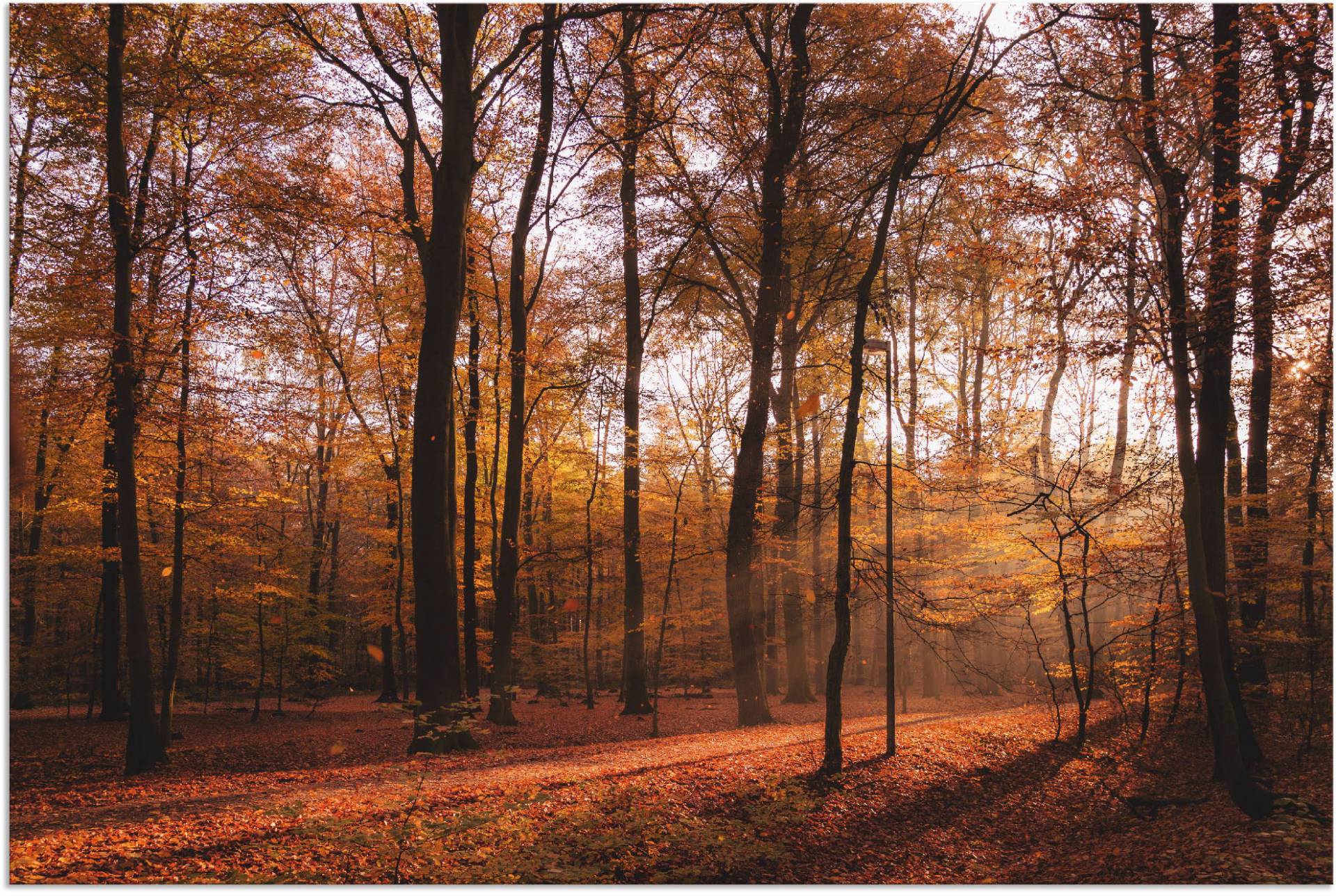 Artland Wandbild »Sonnenaufgang im Herbst II«, Wald, (1 St.), als Alubild, Outdoorbild, Leinwandbild, Poster, Wandaufkleber von Artland
