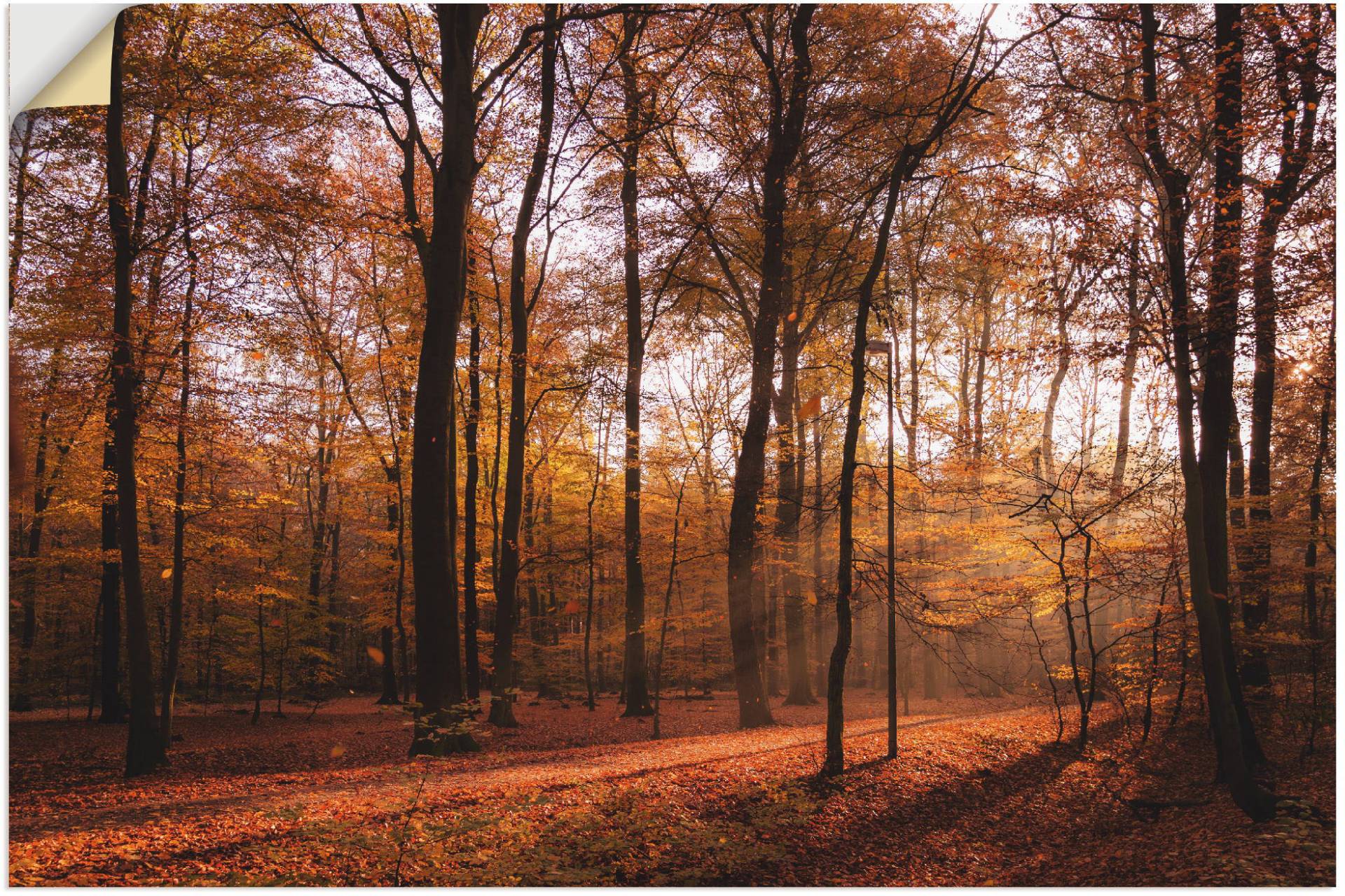 Artland Wandbild »Sonnenaufgang im Herbst II«, Wald, (1 St.), als Alubild, Outdoorbild, Leinwandbild, Poster, Wandaufkleber Artland Wandbild »Sonnenaufgang im Herbst II«, Wald, (1 St.), als Alubild, Outdoorbild, Leinwandbild, Poster, Wandaufkleber von Artland