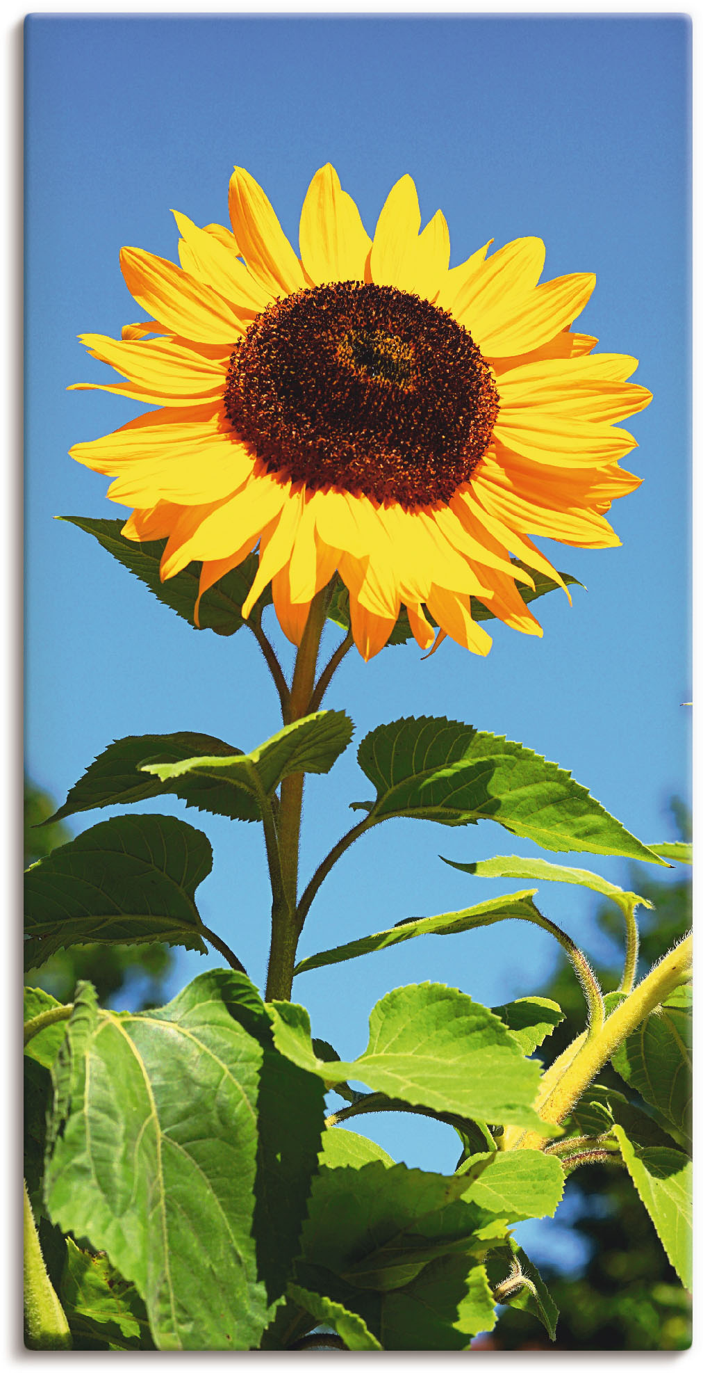 Artland Wandbild »Sonnenblume«, Blumen, (1 St.) von Artland