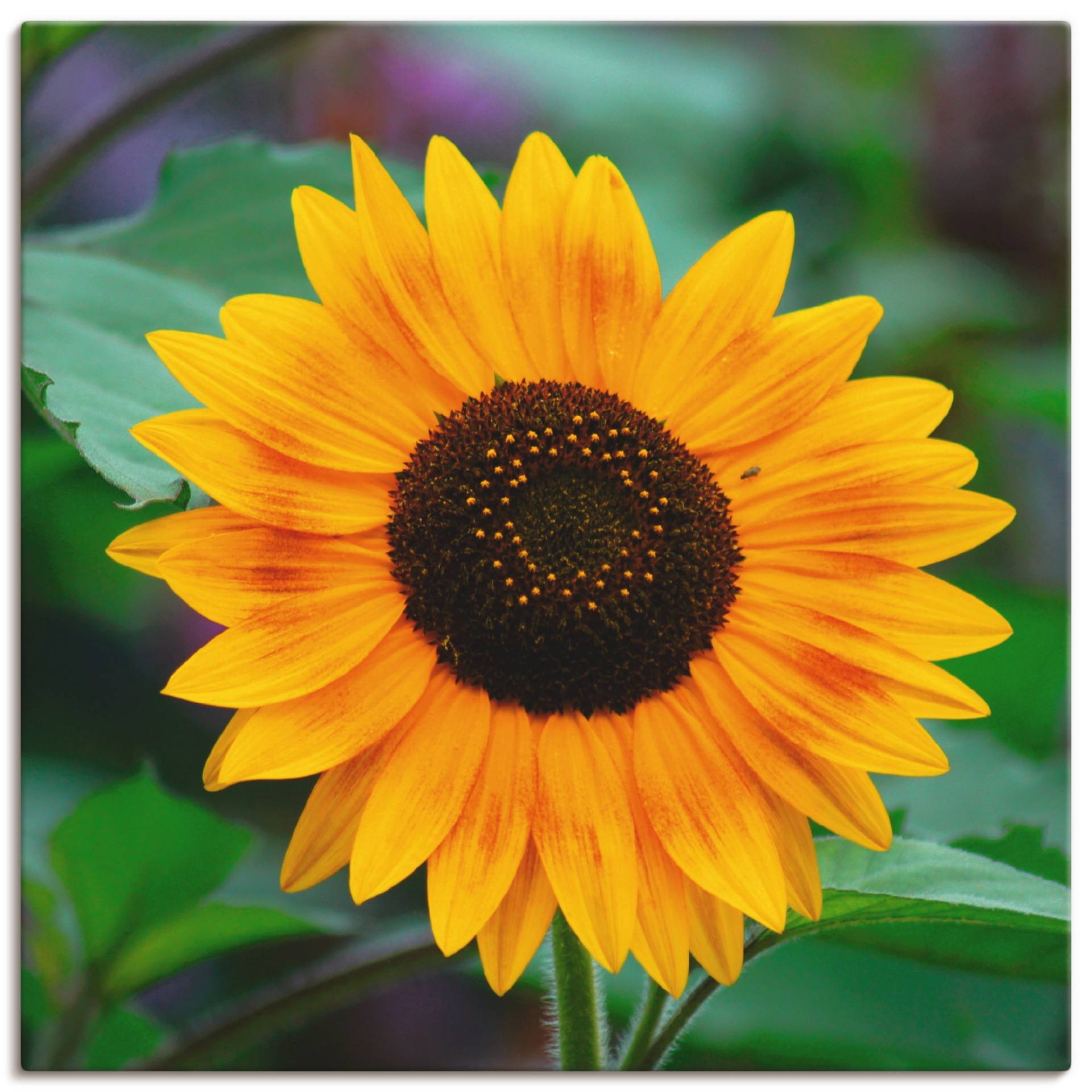 Artland Leinwandbild »Sonnenblume«, Blumen, (1 St.), auf Keilrahmen gespannt Artland Leinwandbild »Sonnenblume«, Blumen, (1 St.), auf Keilrahmen gespannt von Artland