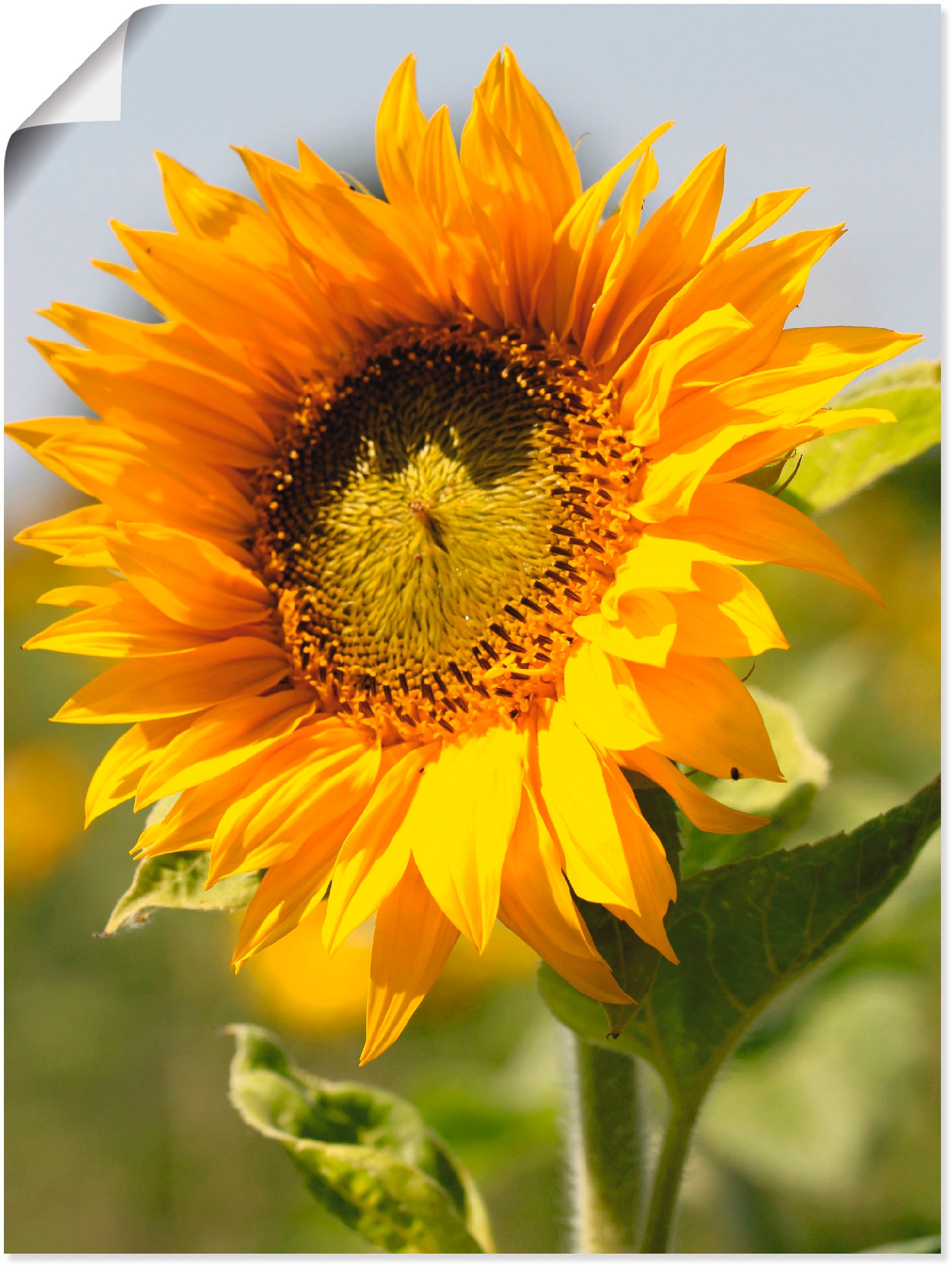 Artland Wandbild »Sonnenblume«, Blumen, (1 St.) von Artland
