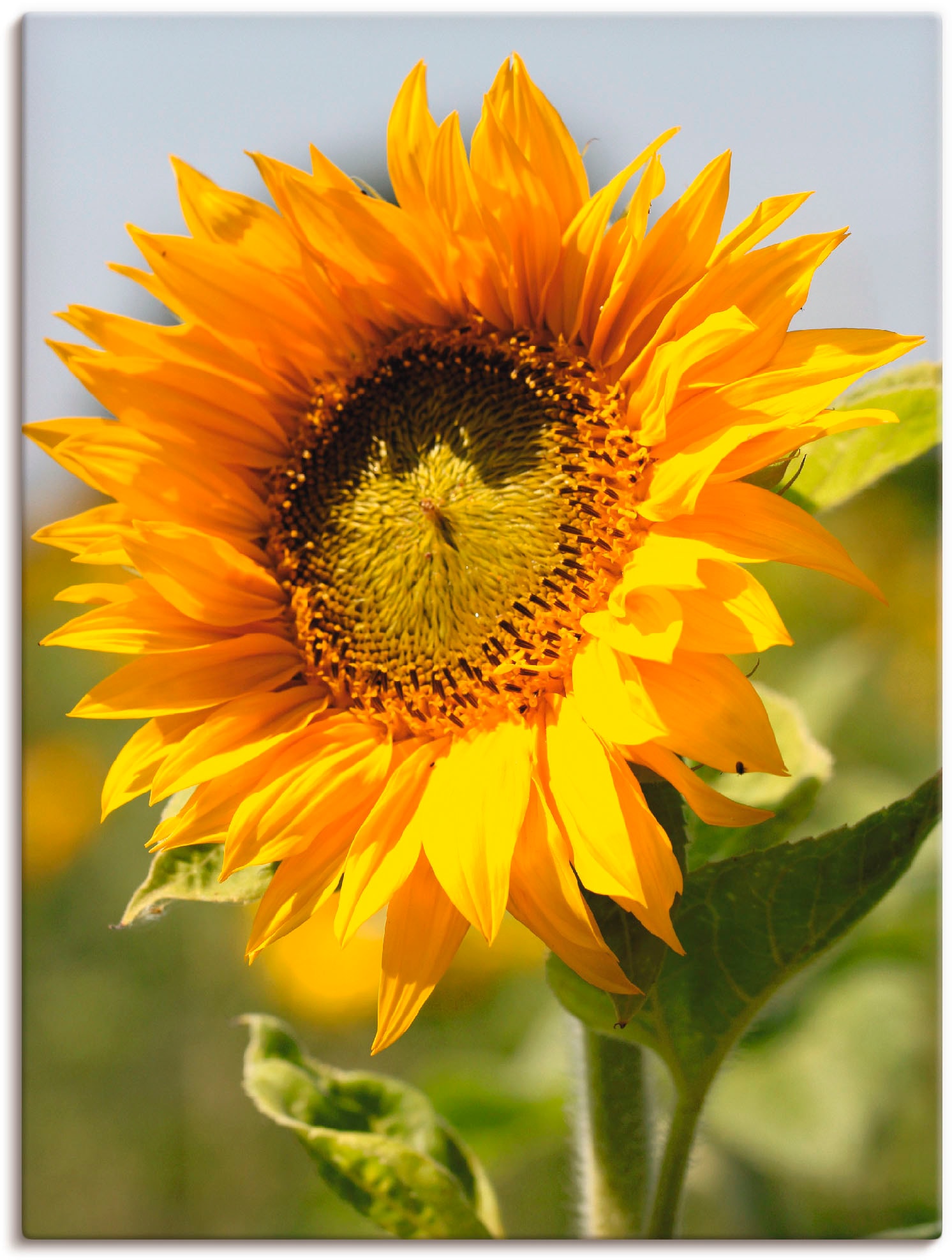 Artland Wandbild »Sonnenblume«, Blumen, (1 St.), als Leinwandbild, Poster, Wandaufkleber in verschied. Grössen von Artland