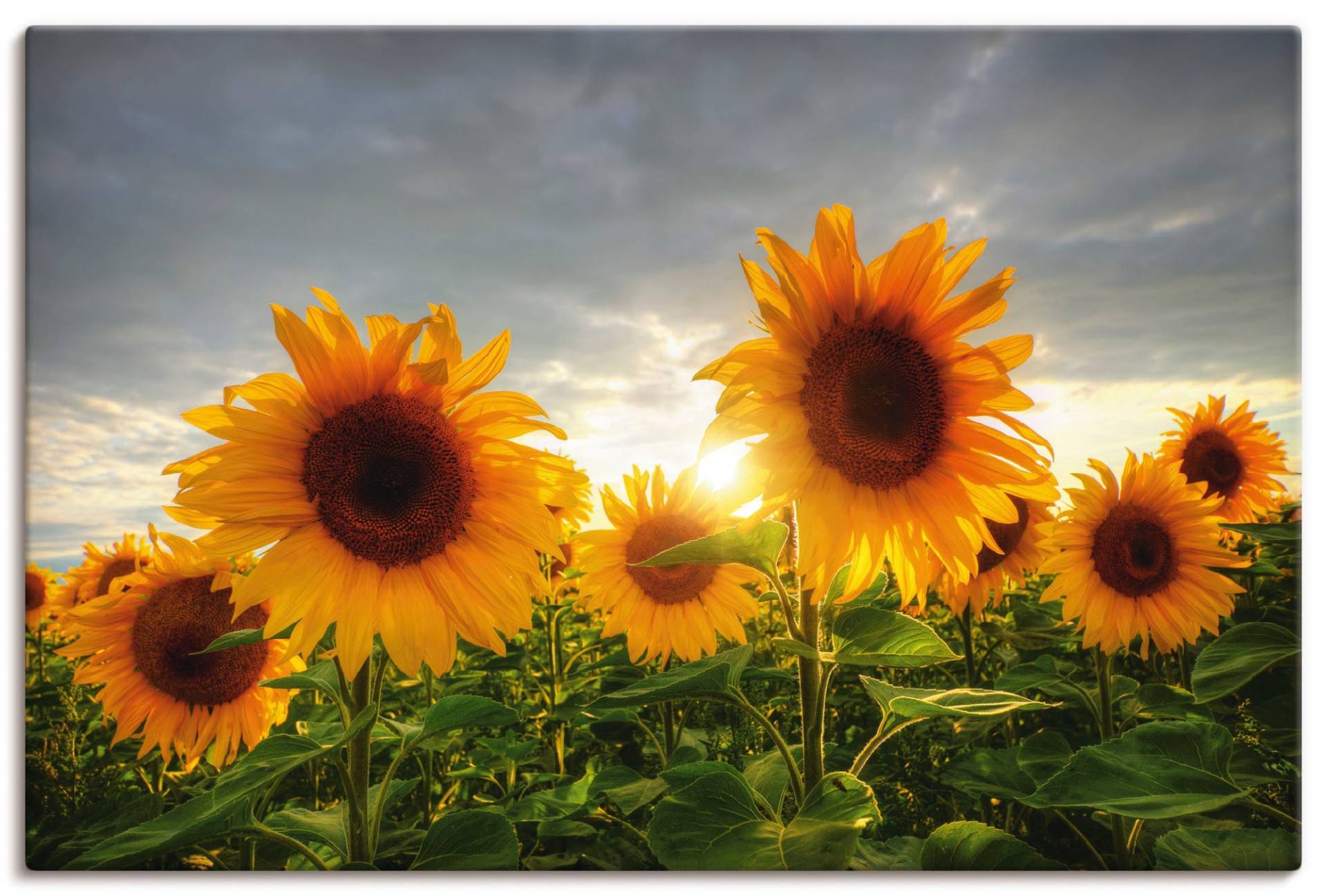 Artland Wandbild »Sonnenblumen II«, Blumen, (1 St.), als Leinwandbild, Poster in verschied. Grössen Artland Wandbild »Sonnenblumen II«, Blumen, (1 St.), als Leinwandbild, Poster in verschied. Grössen von Artland