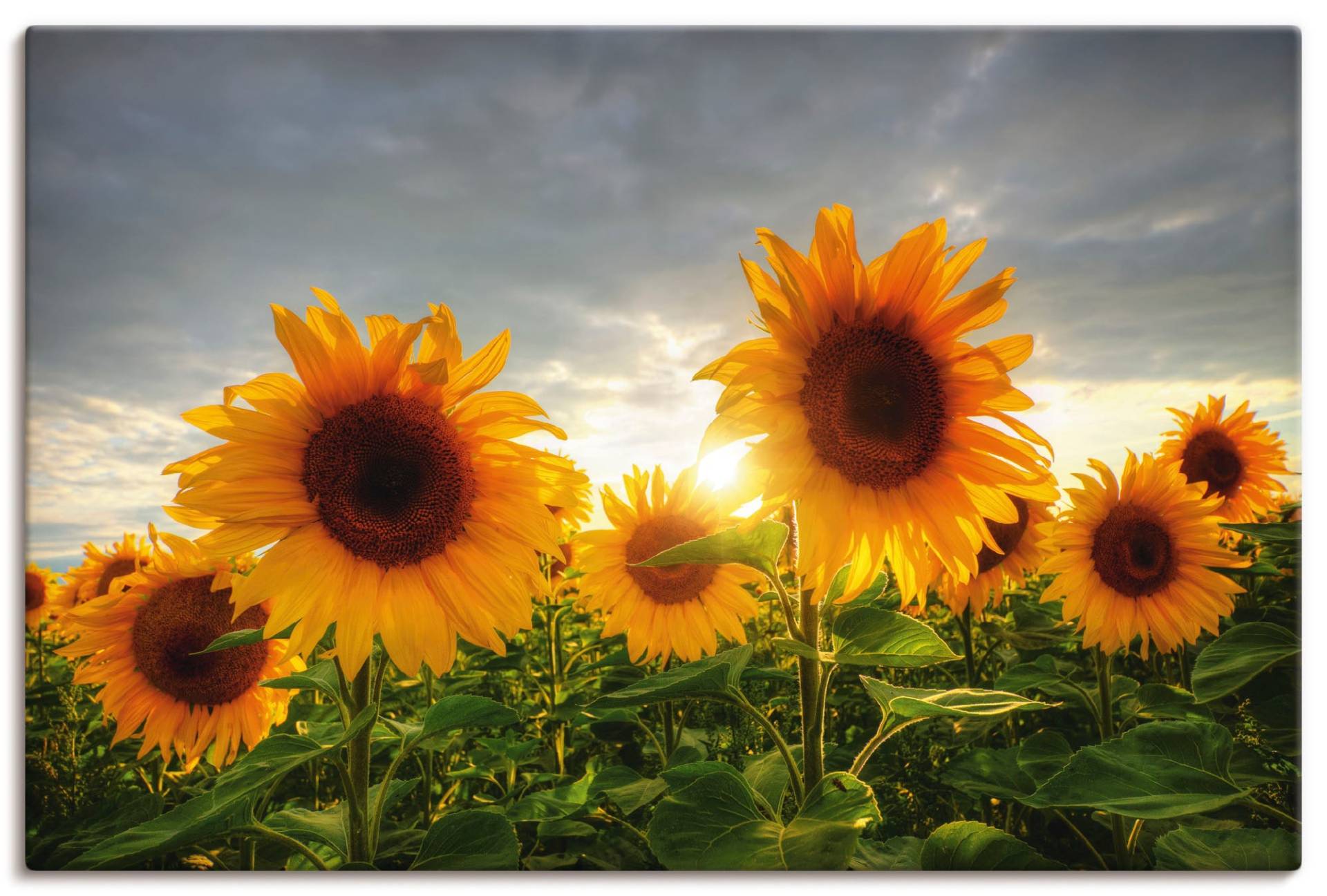 Artland Wandbild »Sonnenblumen II«, Blumen, (1 St.) von Artland