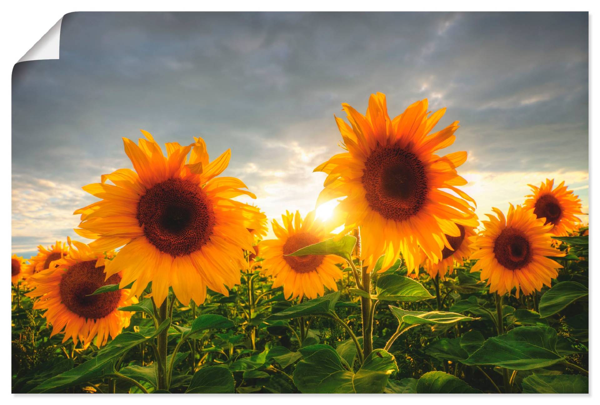 Artland Wandbild »Sonnenblumen II«, Blumen, (1 St.), als Leinwandbild, Poster in verschied. Grössen Artland Wandbild »Sonnenblumen II«, Blumen, (1 St.), als Leinwandbild, Poster in verschied. Grössen von Artland