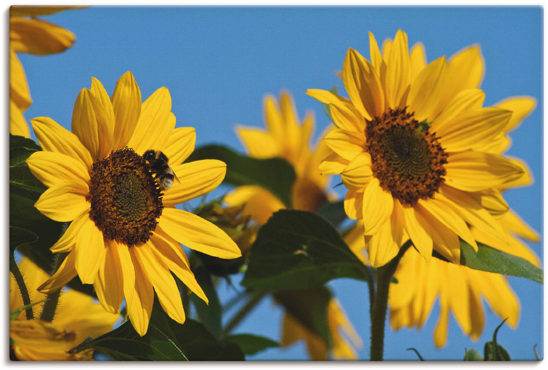 Artland Leinwandbild »Sonnenblumen«, Blumen, (1 St.) von Artland