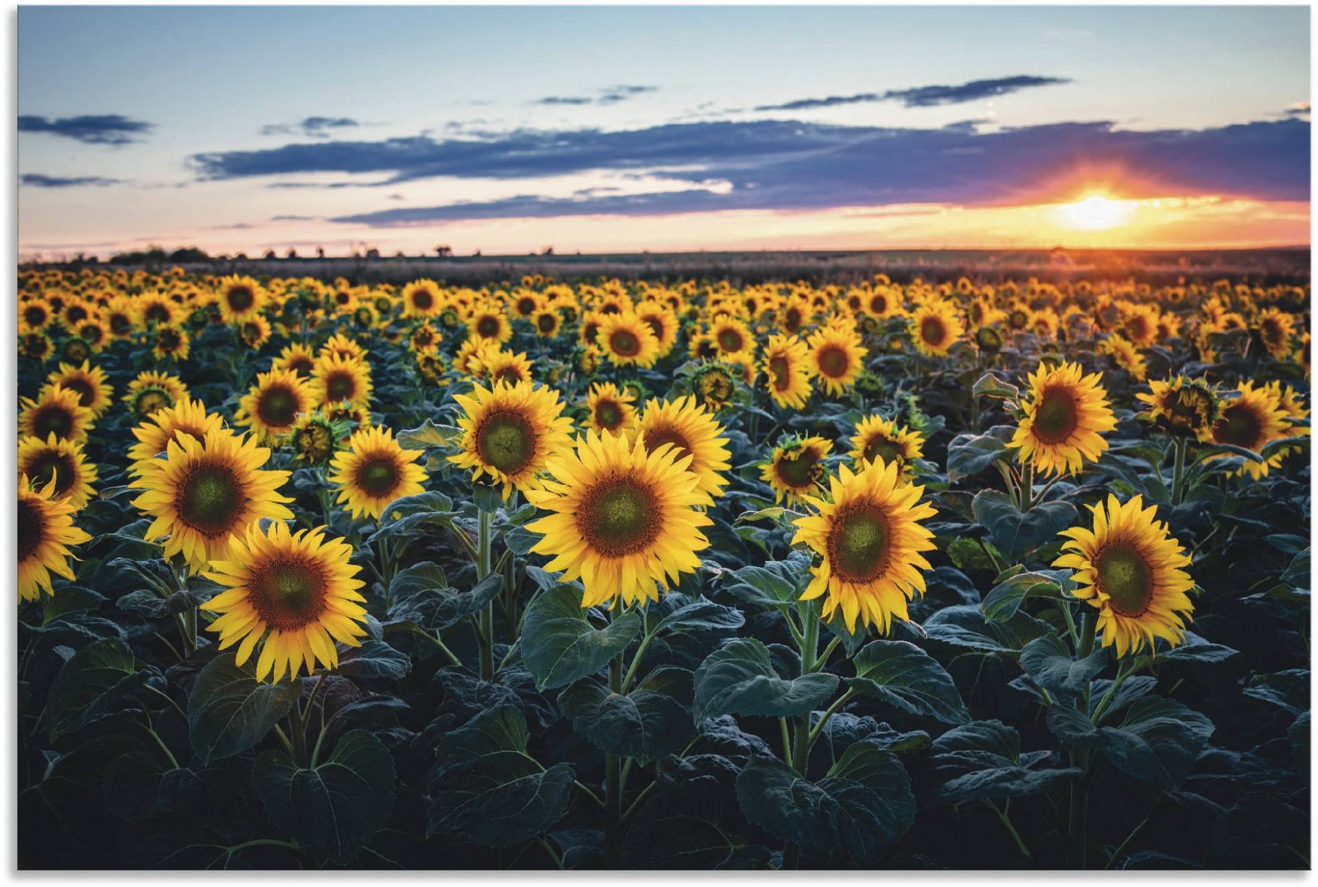 Artland Alu-Dibond-Druck »Sonnenblumenfeld, Sonne im Hintergrund«, Blumenwiese, (1 St.) von Artland
