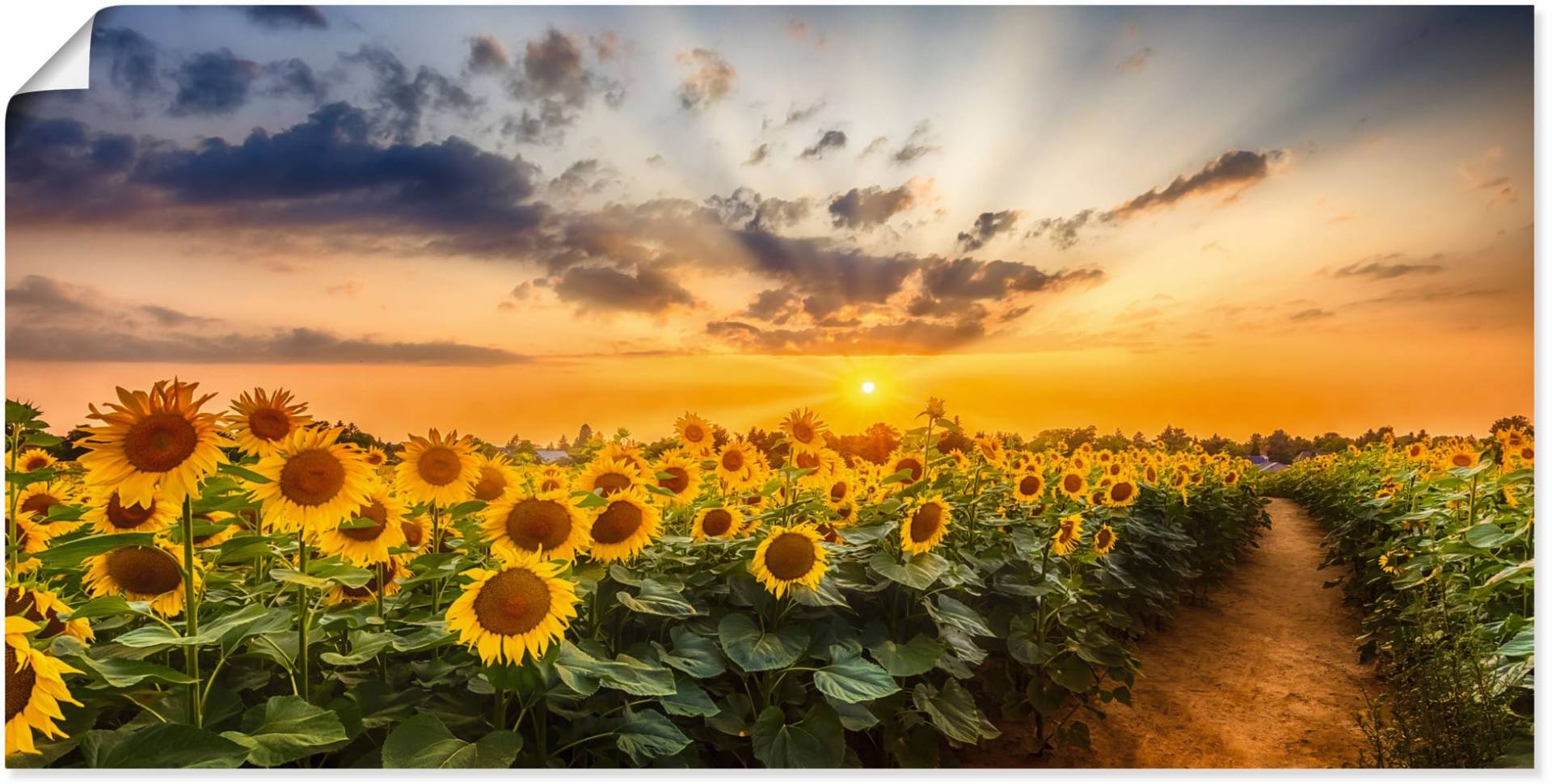 Artland Wandbild »Sonnenblumenfeld bei Sonnenuntergang«, Blumenbilder, (1 St.) von Artland