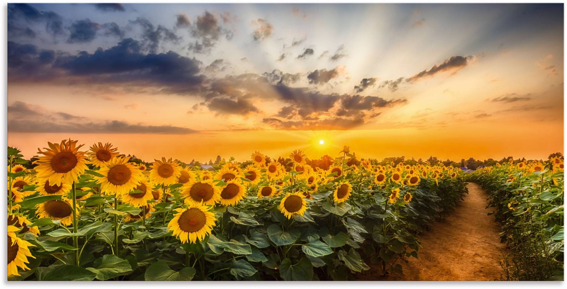 Artland Wandbild »Sonnenblumenfeld bei Sonnenuntergang«, Blumenbilder, (1 St.) von Artland