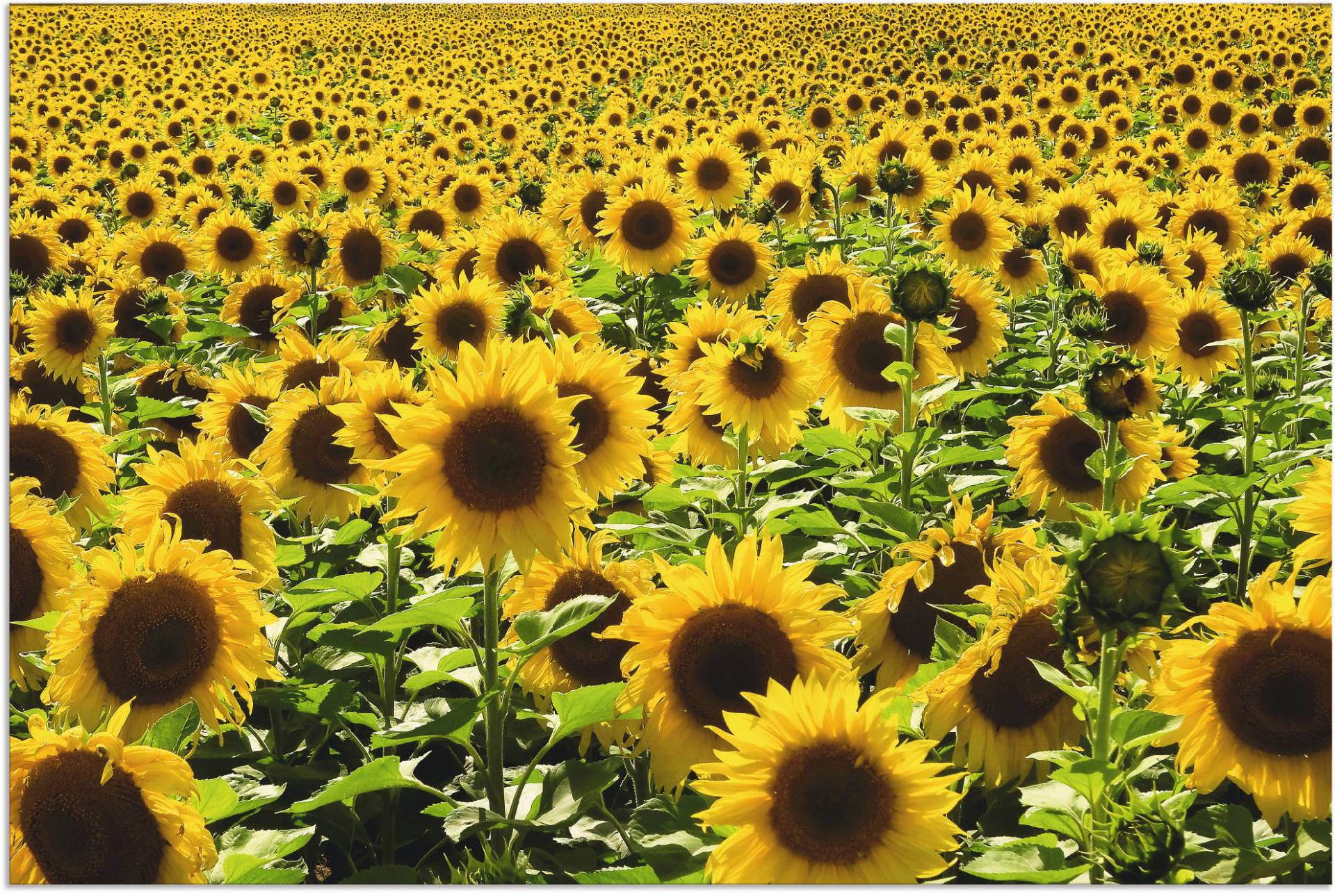 Artland Wandbild »Sonnenblumenfeld«, Blumen, (1 St.) von Artland