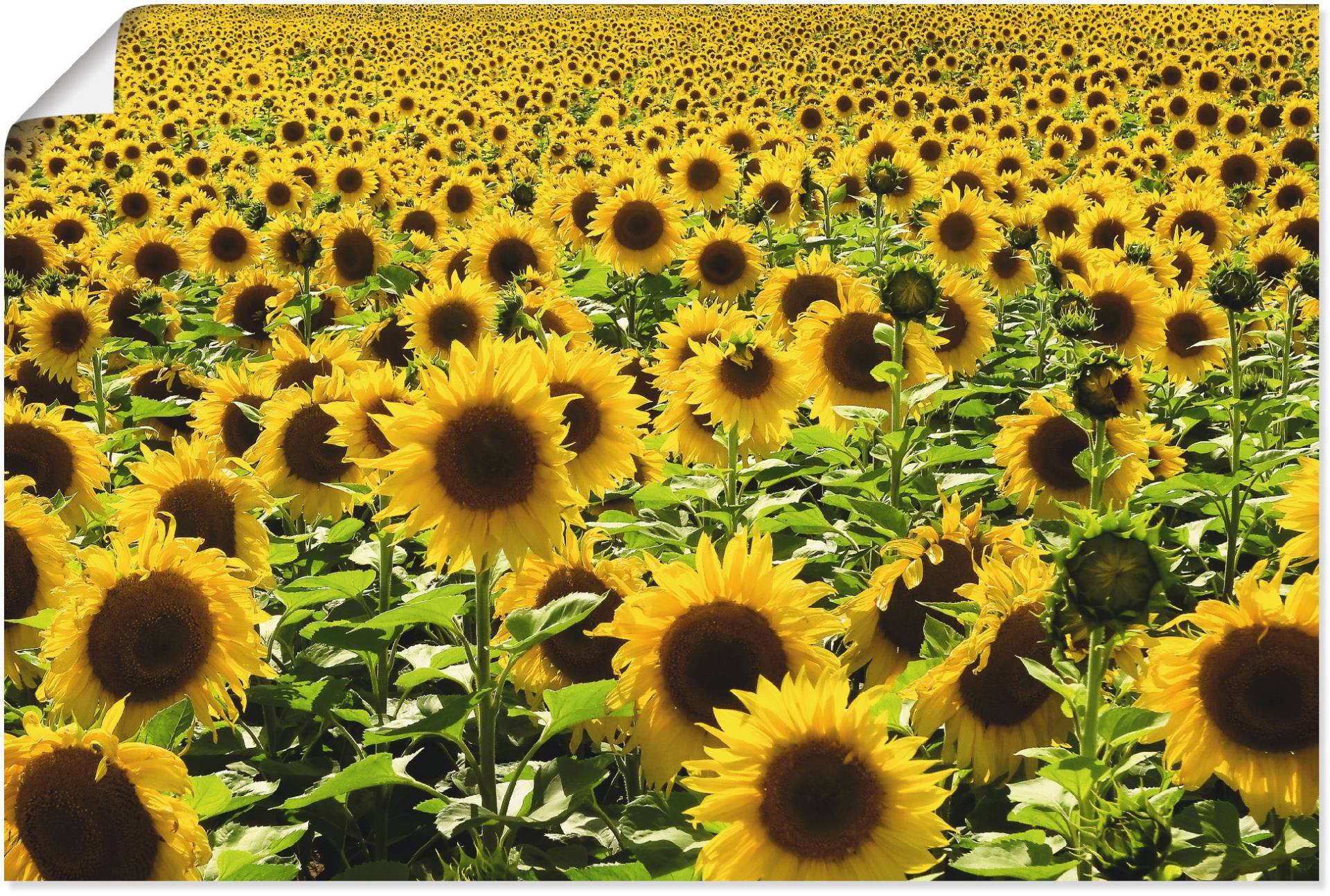 Artland Wandbild »Sonnenblumenfeld«, Blumen, (1 St.) von Artland