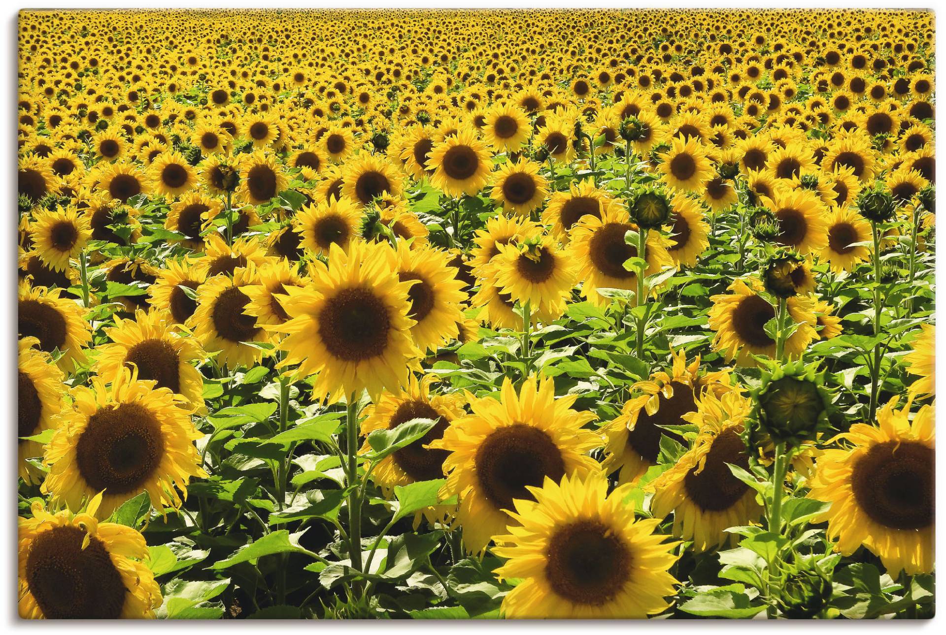 Artland Wandbild »Sonnenblumenfeld«, Blumen, (1 St.), als Alubild, Outdoorbild, Leinwandbild, Poster in verschied. Grössen von Artland