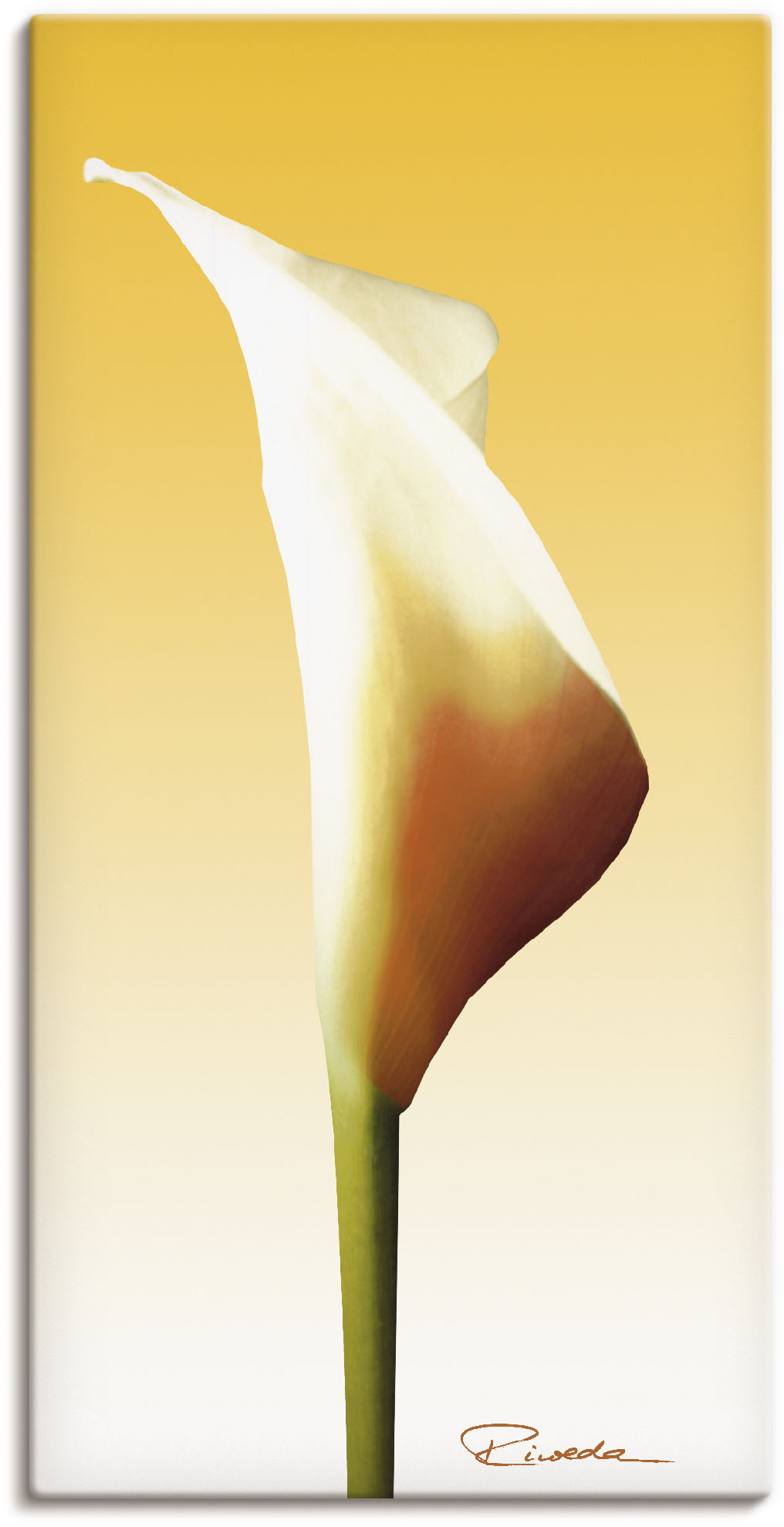 Artland Leinwandbild »Sonnenschein Calla I«, Blumenbilder, (1 St.) von Artland