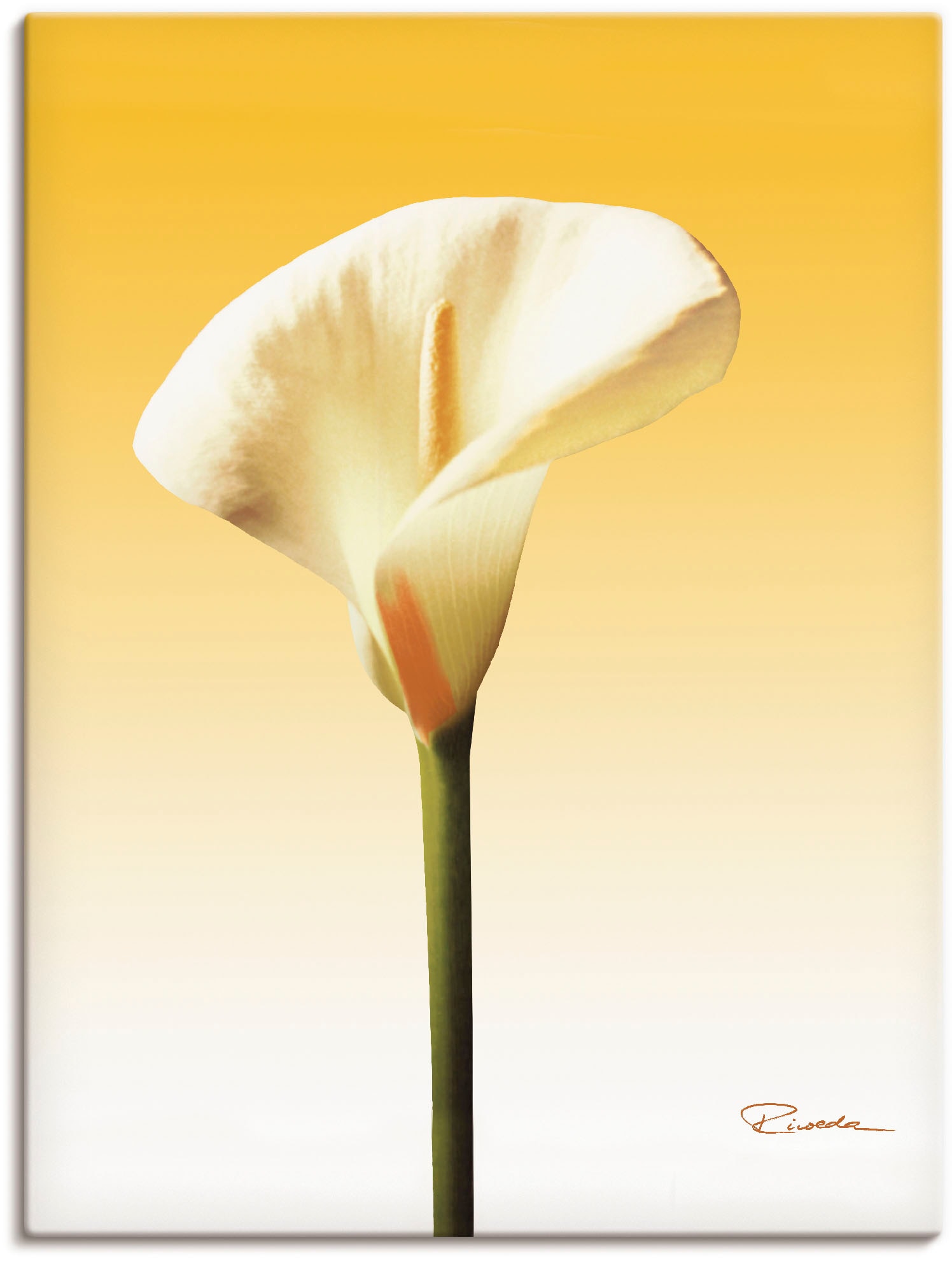 Artland Wandbild »Sonnenschein Calla II«, Blumenbilder, (1 St.), als Leinwandbild, Poster in verschied. Grössen von Artland