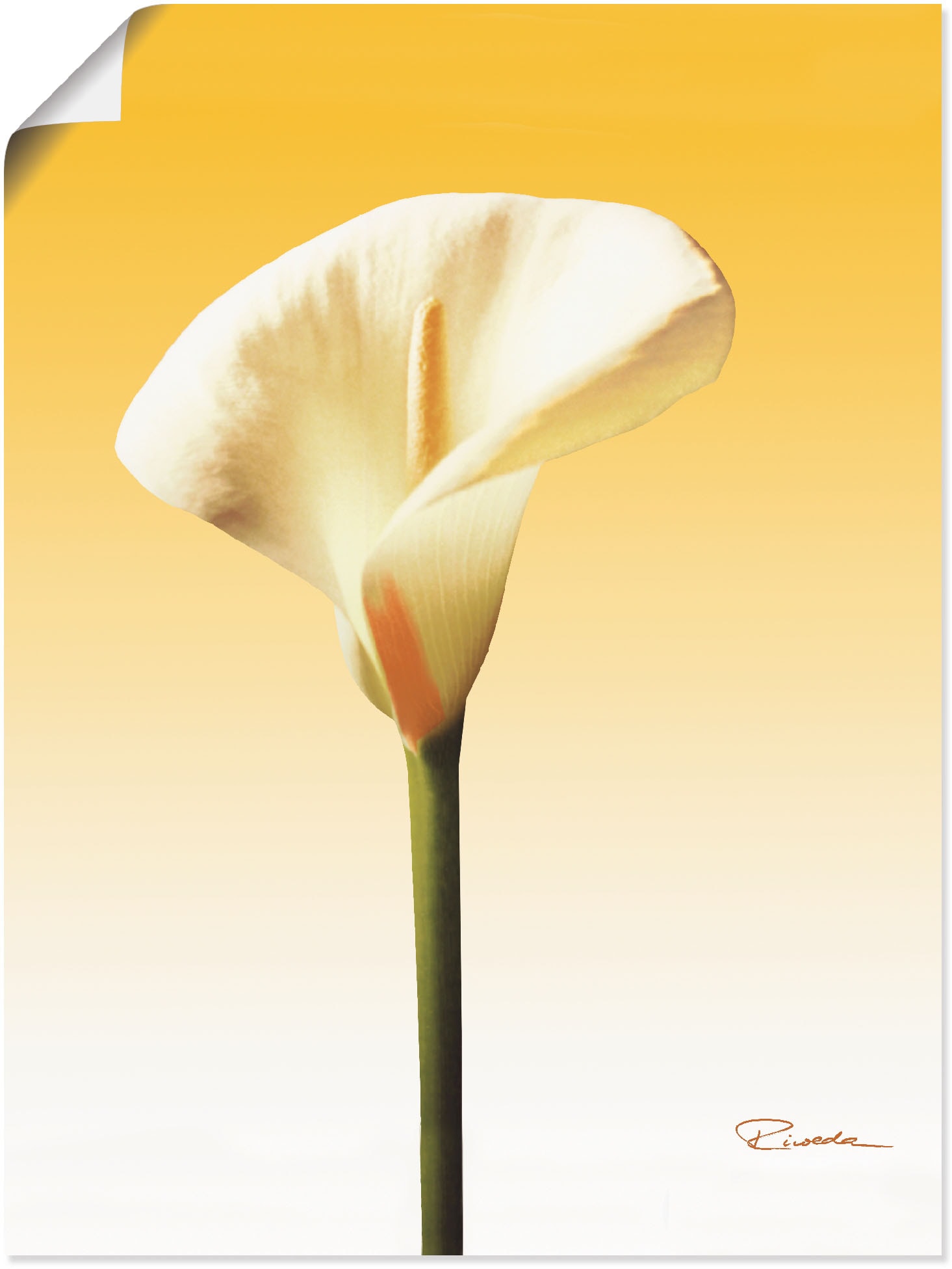 Artland Wandbild »Sonnenschein Calla II«, Blumenbilder, (1 St.) von Artland