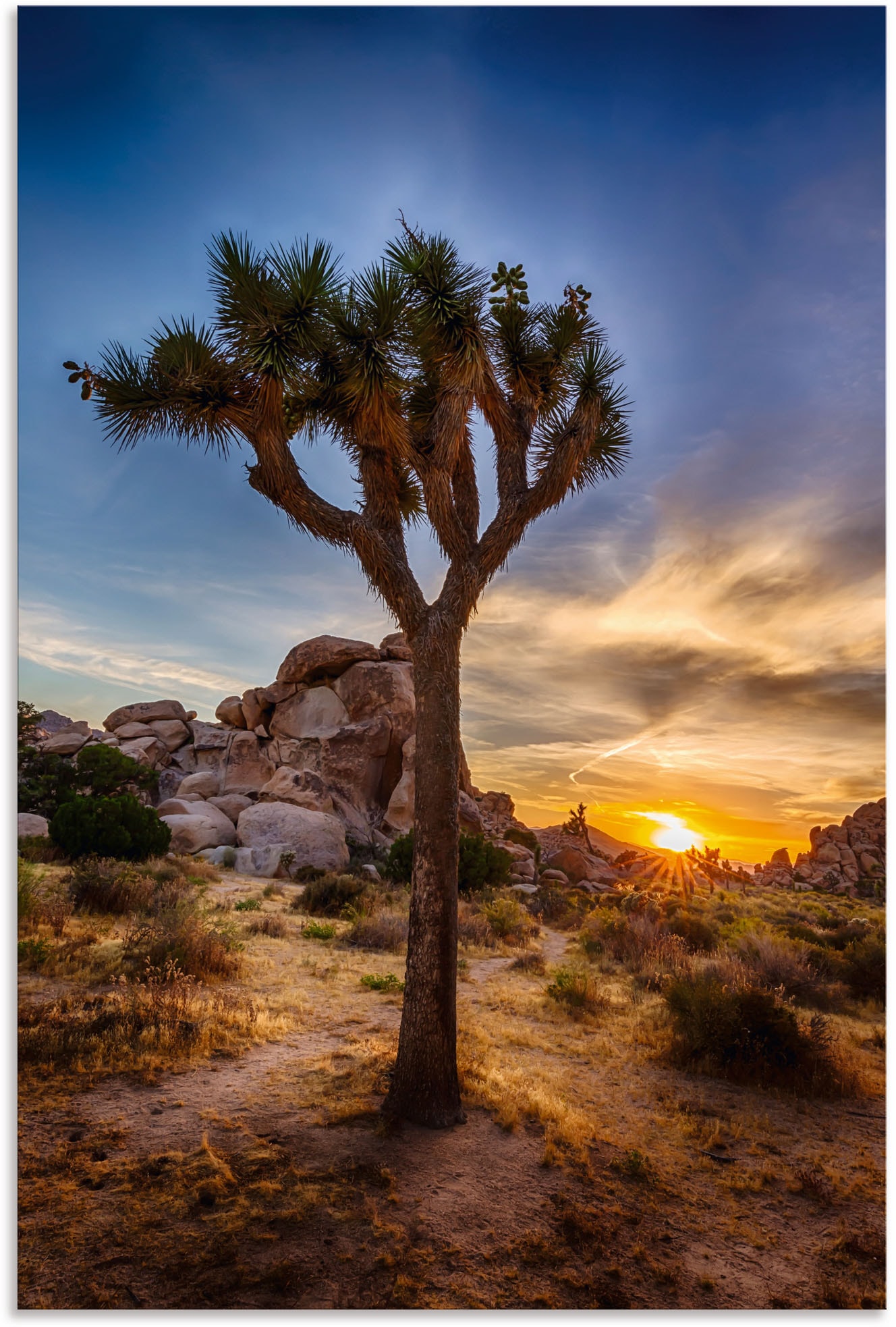 Artland Wandbild »Sonnenuntergang Joshua Tree NationalPark« (1 Stück), in vielen Grössen & Produktarten - Alubild / Outdoorbild für den Aussenbereich, Leinwandbild, Poster, Wandaufkleber / Wandtattoo auch für Badezimmer geeignet von Artland
