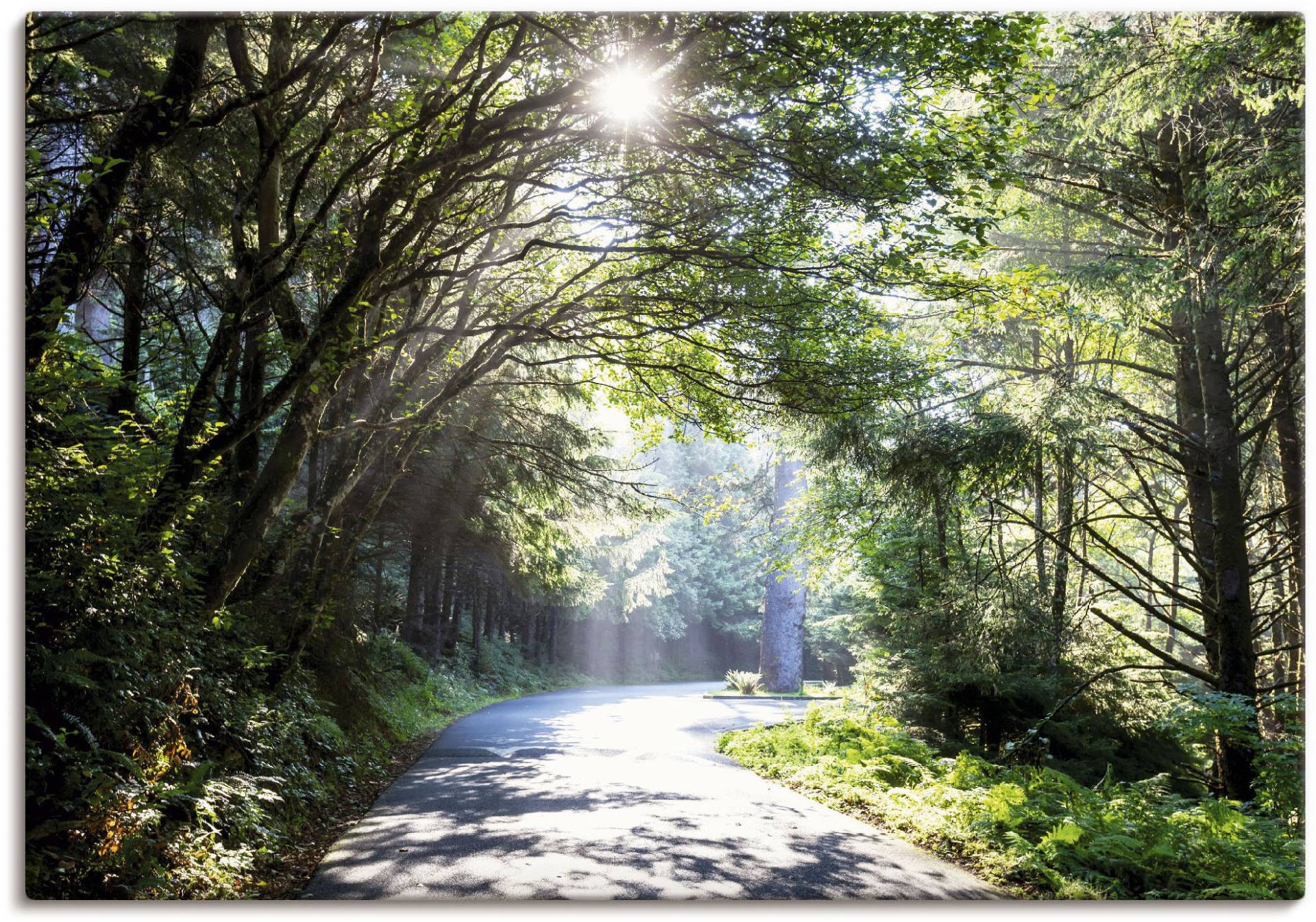 Artland Wandbild »Sonniger Wald«, Baumbilder, (1 St.), als Alubild, Outdoorbild, Leinwandbild, Poster in verschied. Grössen von Artland