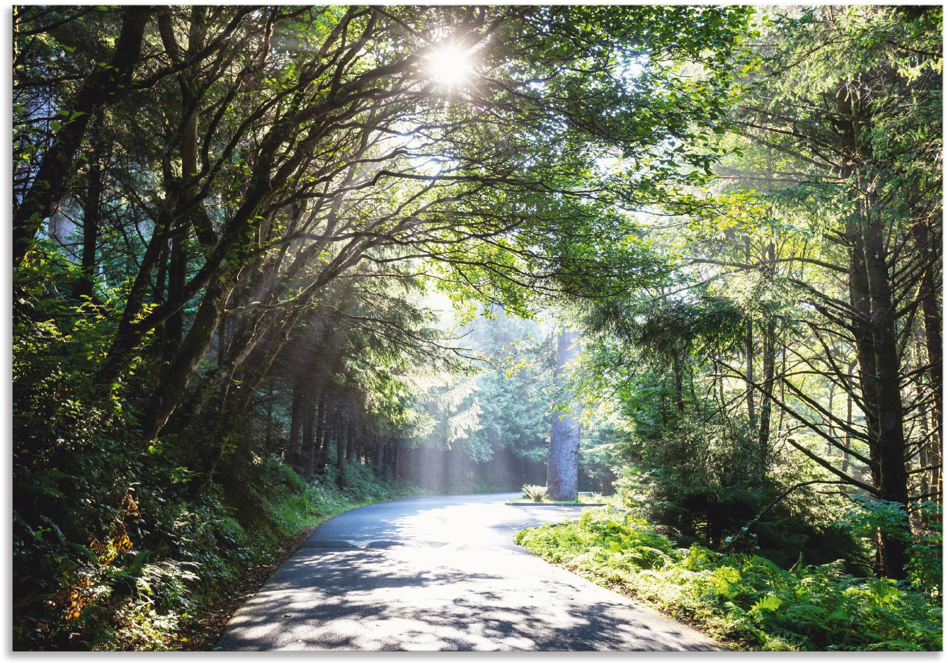 Artland Wandbild »Sonniger Wald«, Baumbilder, (1 St.) von Artland