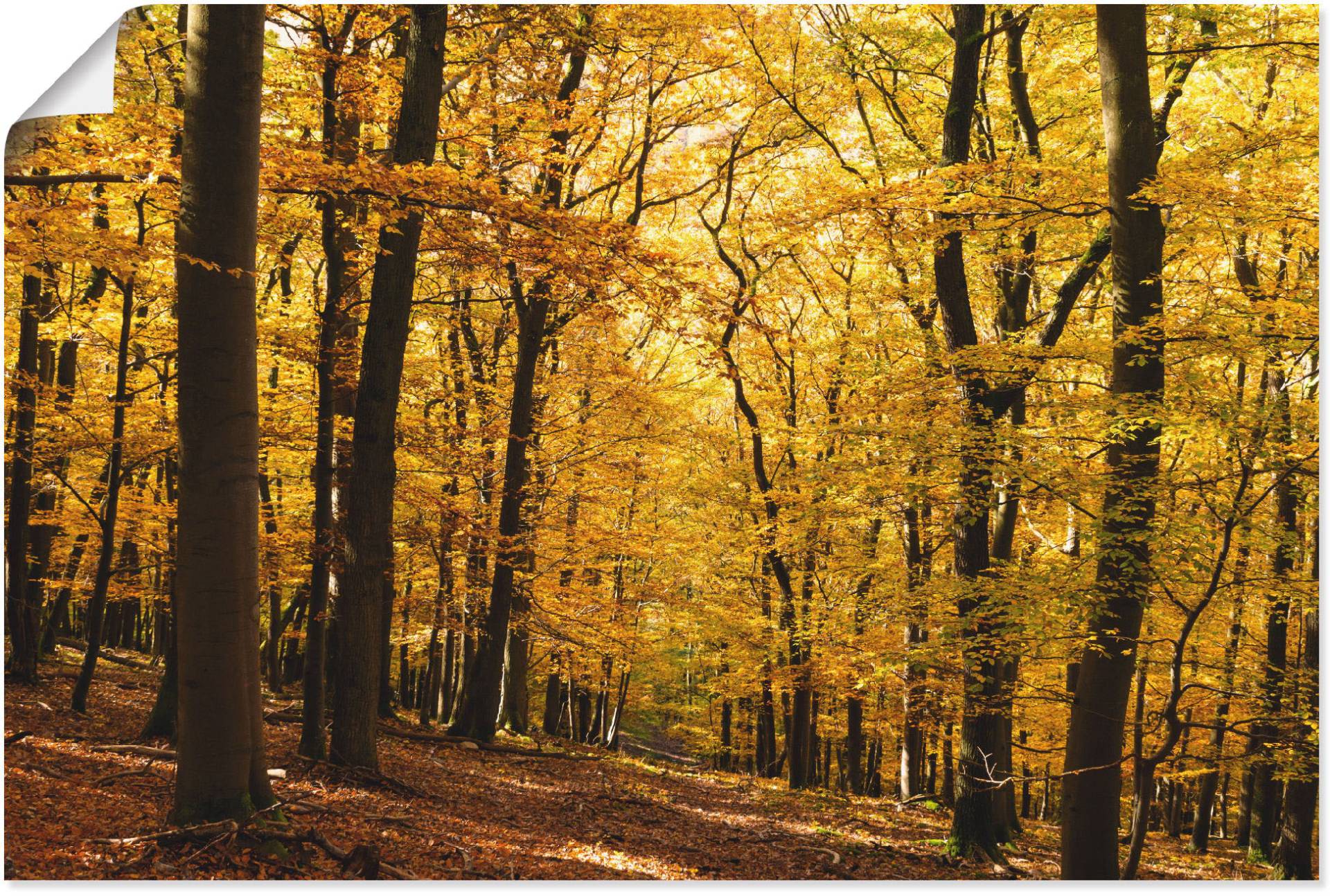 Artland Wandbild »Spaziergang im Herbstwald«, Wald, (1 St.) von Artland